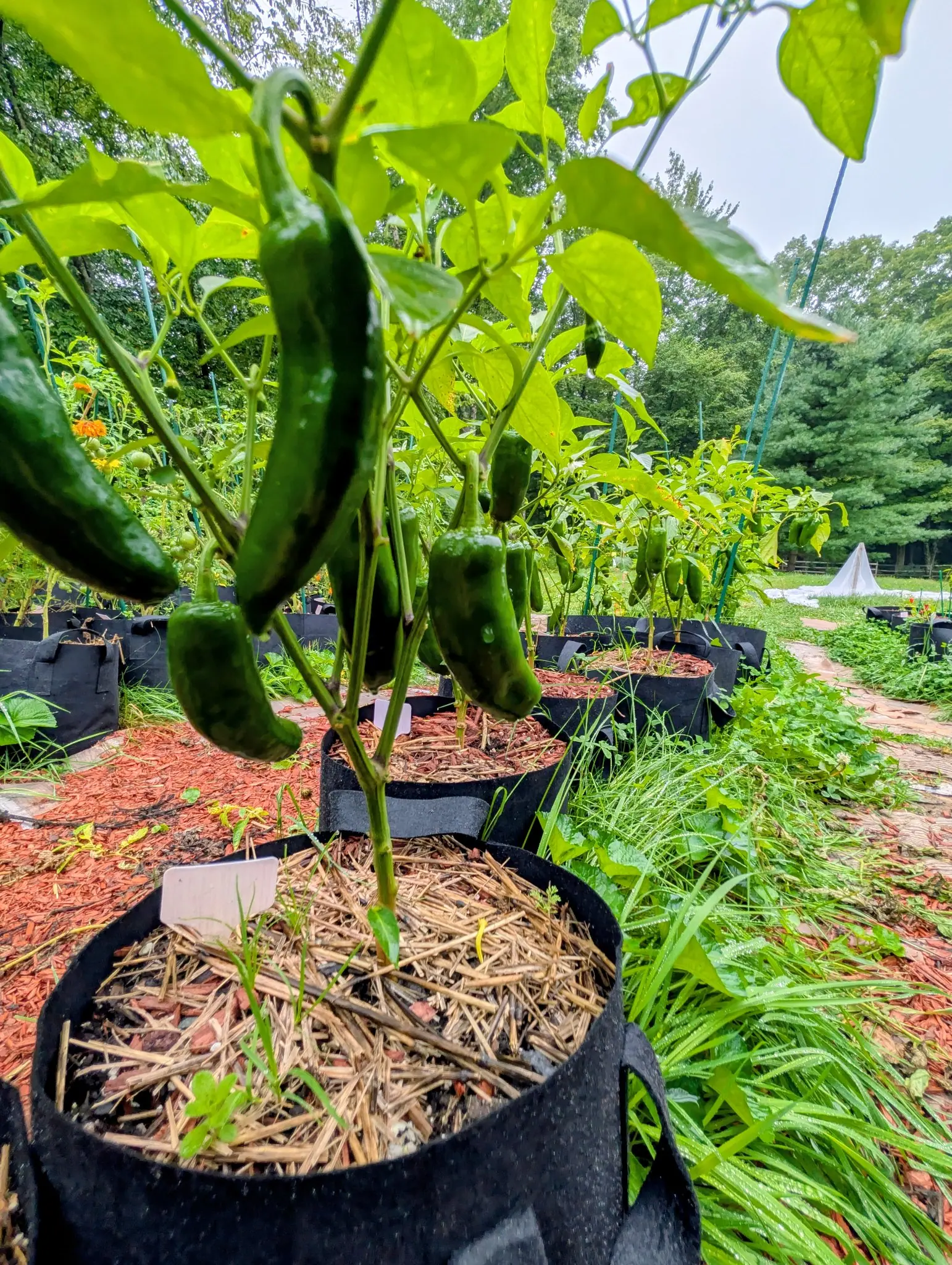 Peppers, 3 September 2026