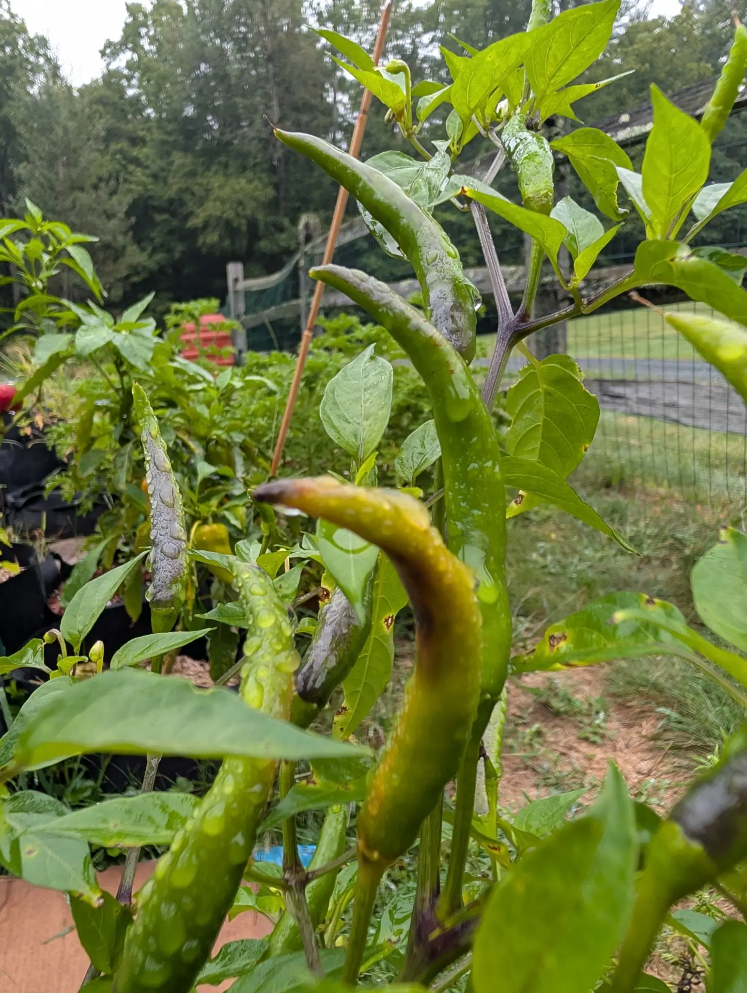 Peppers, 3 September 2026