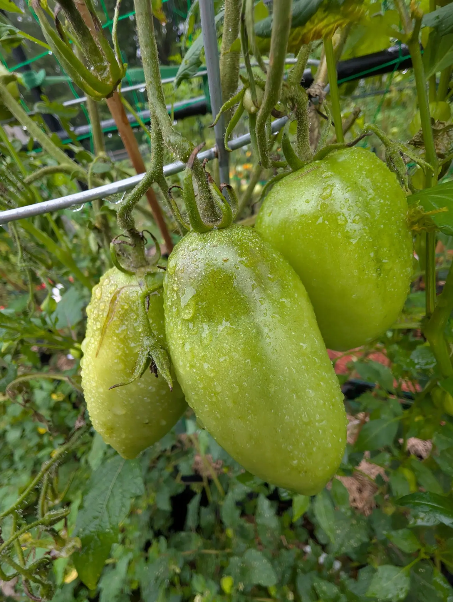 Tomatoes, 3 September 2026