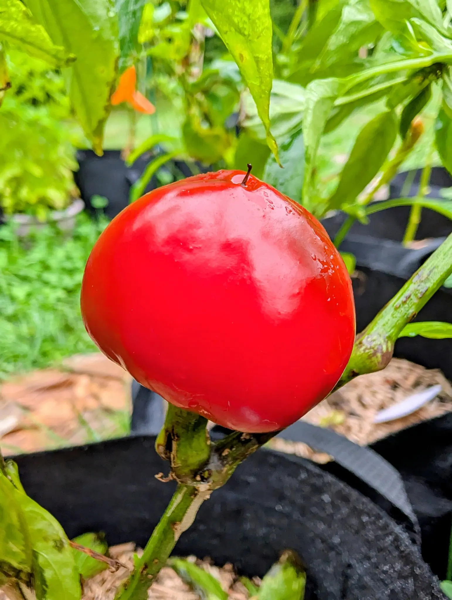 Peppers, 3 September 2026