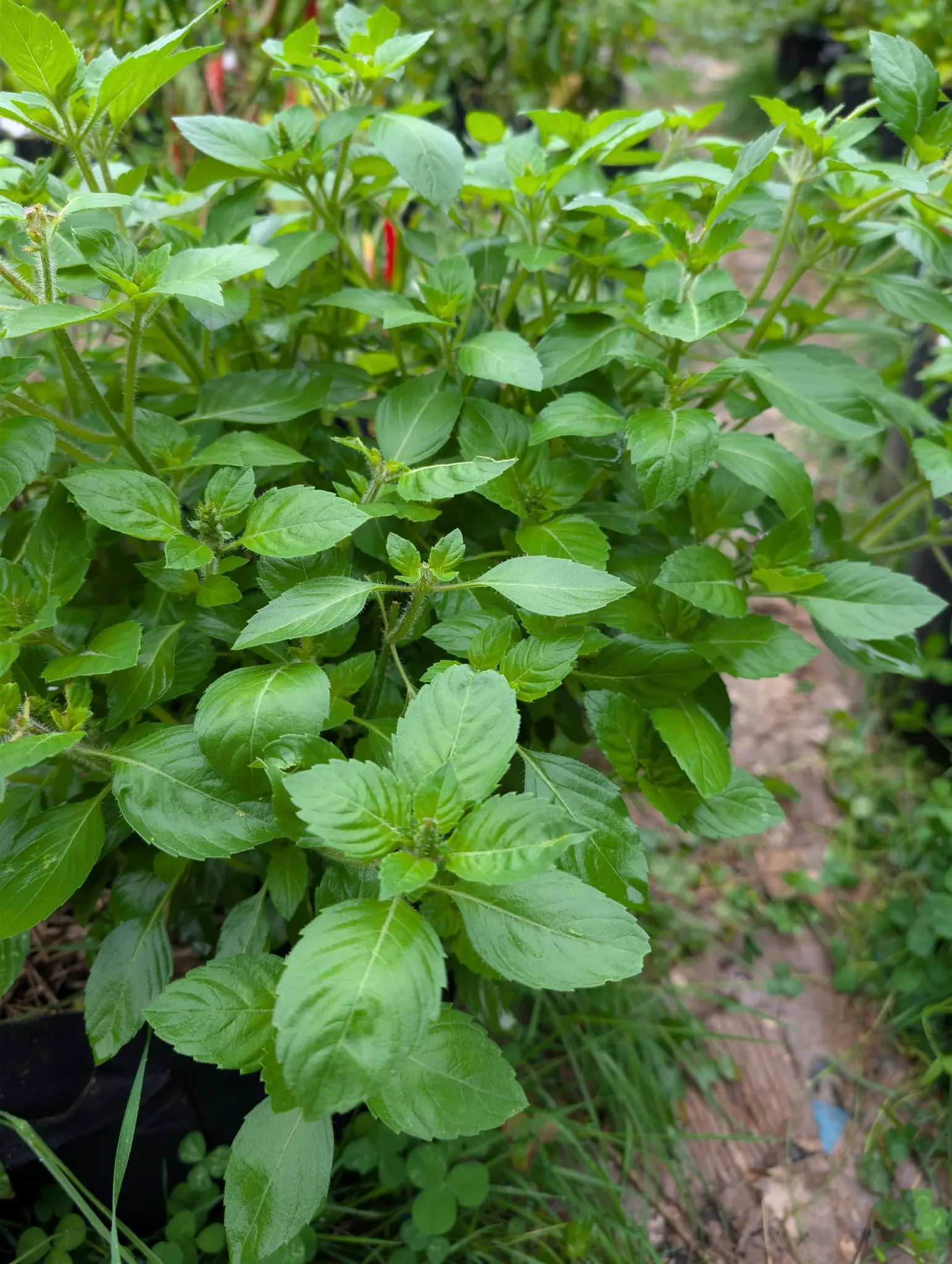 Basil, 3 September 2026