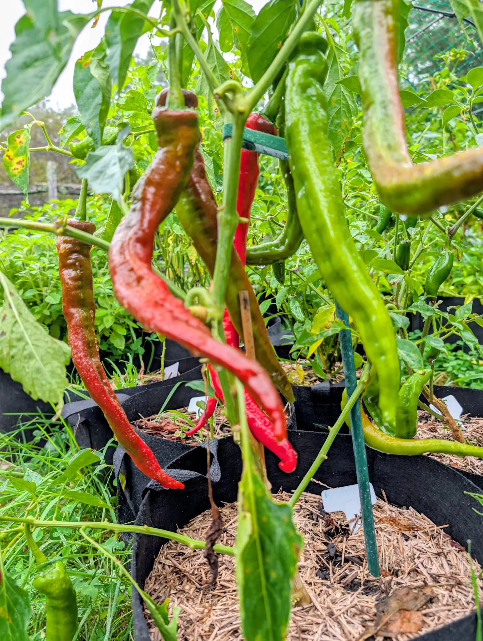 Peppers, 3 September 2026