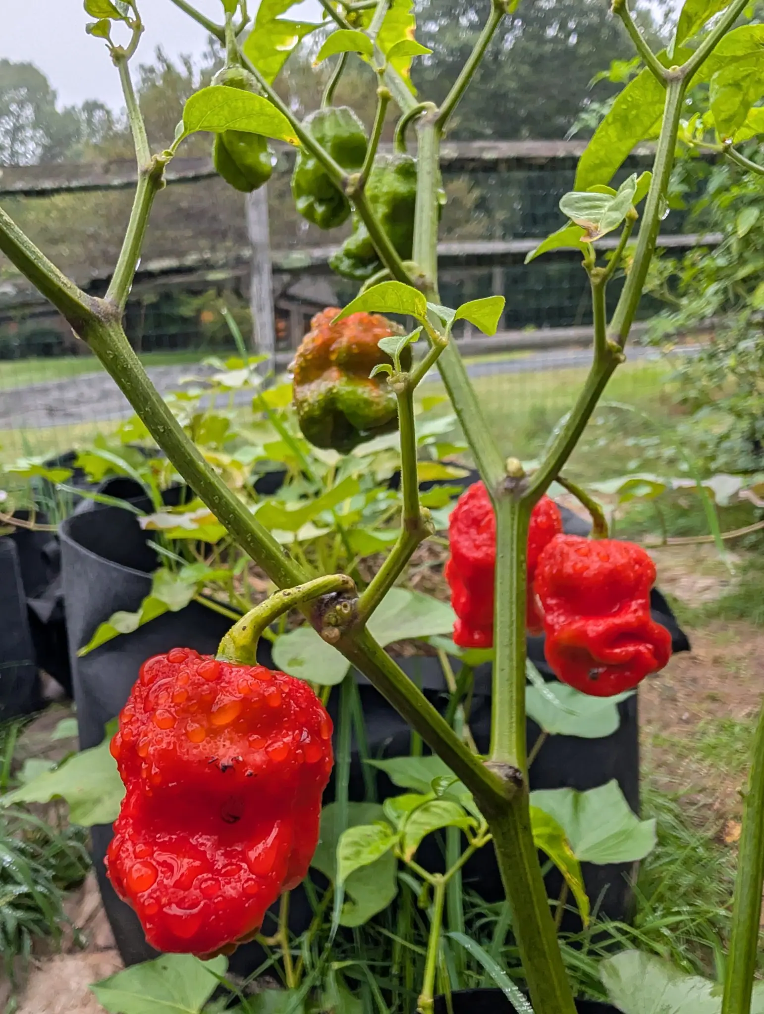 Peppers, 3 September 2026