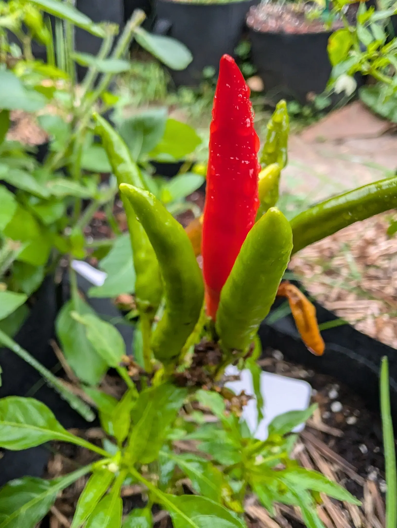 Peppers, 3 September 2026