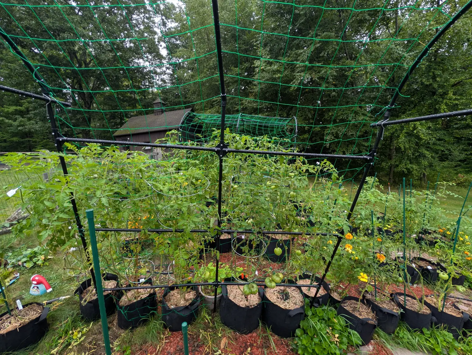 The garden, 3 September 2026