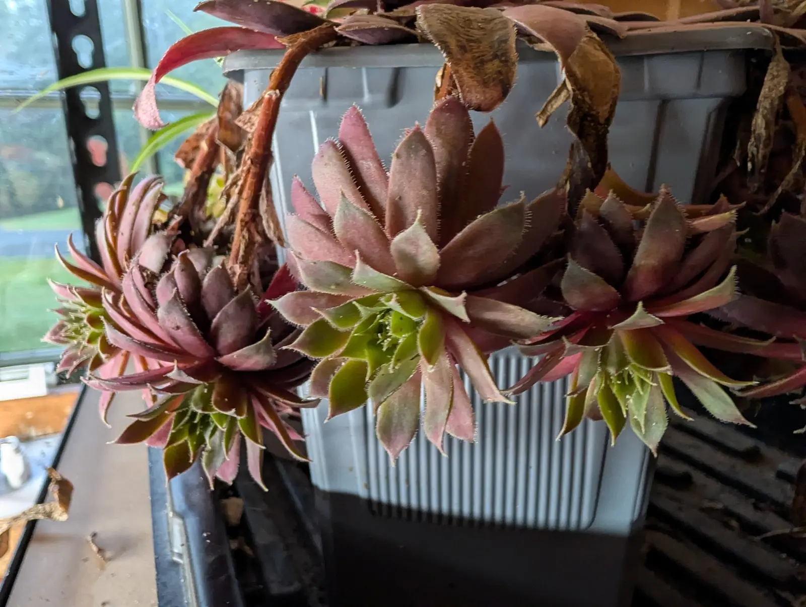 Sempervivum (Hens & Chicks), 3 September 2026