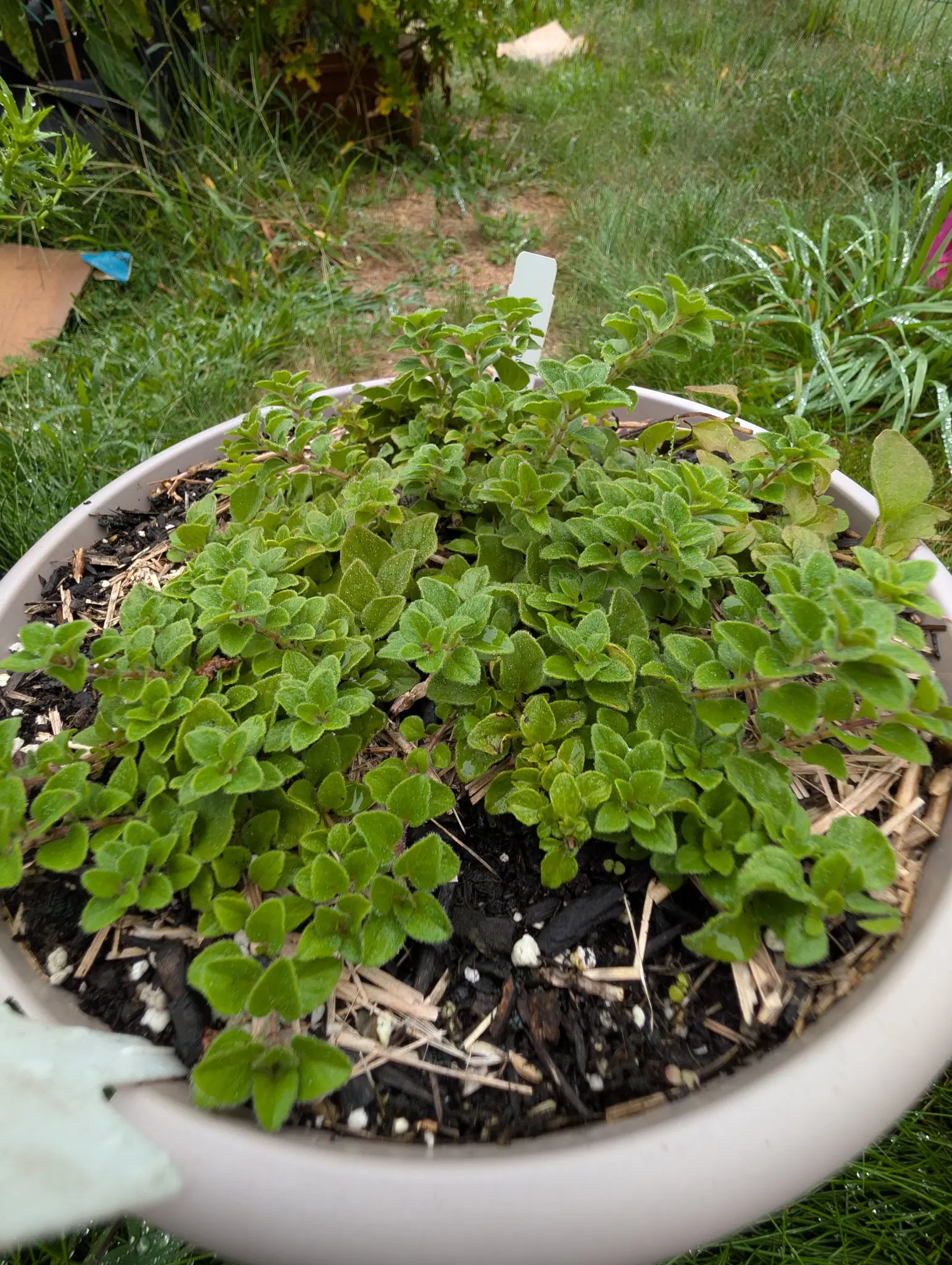 Oregano, 3 September 2026