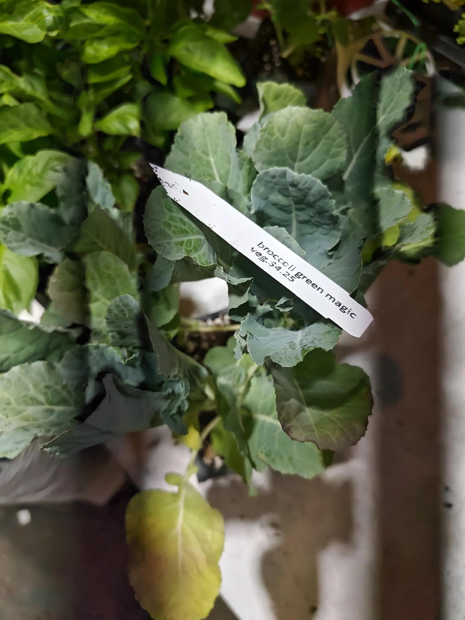 Broccoli seedlings with crinkled blue-grey leaves crowded in a pot, a printed label resting across them, with paler lettuce foliage and a timber post behind.