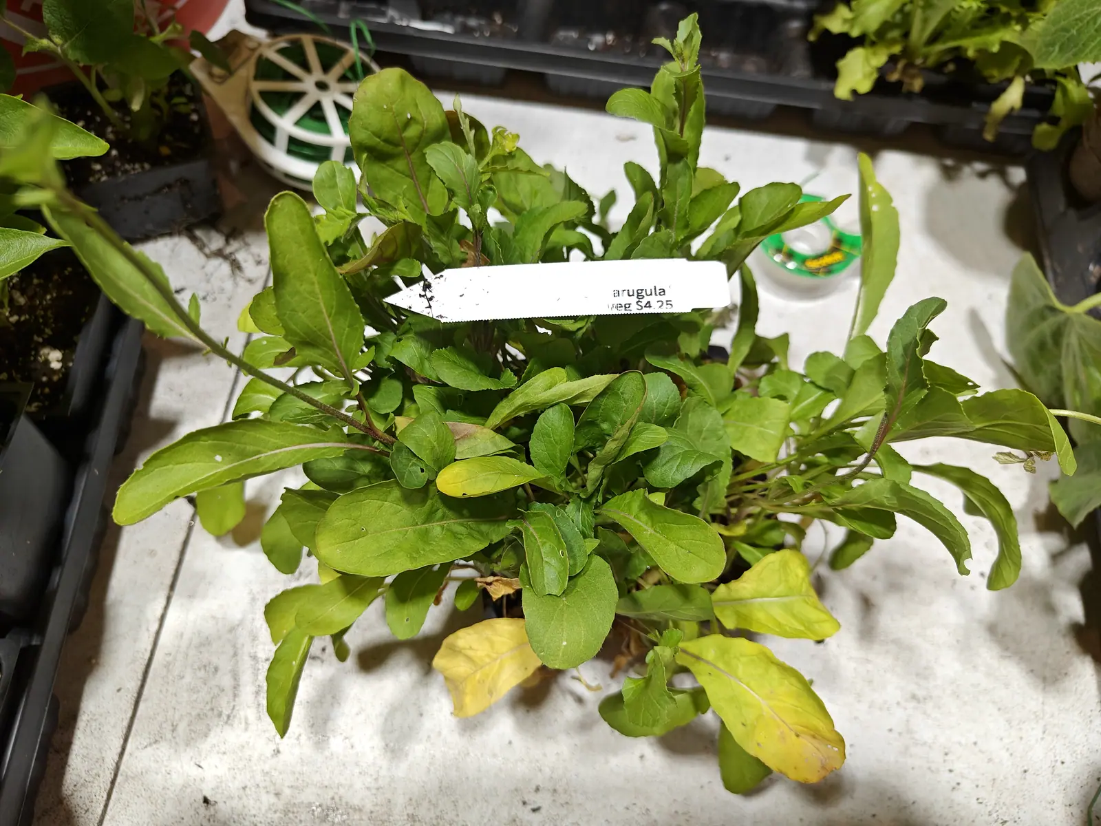 A tray-grown clump of lobed green leaves, some yellowing at the tips, a plastic label pushed in at an angle. Other seedling trays crowd around on a pale bench.