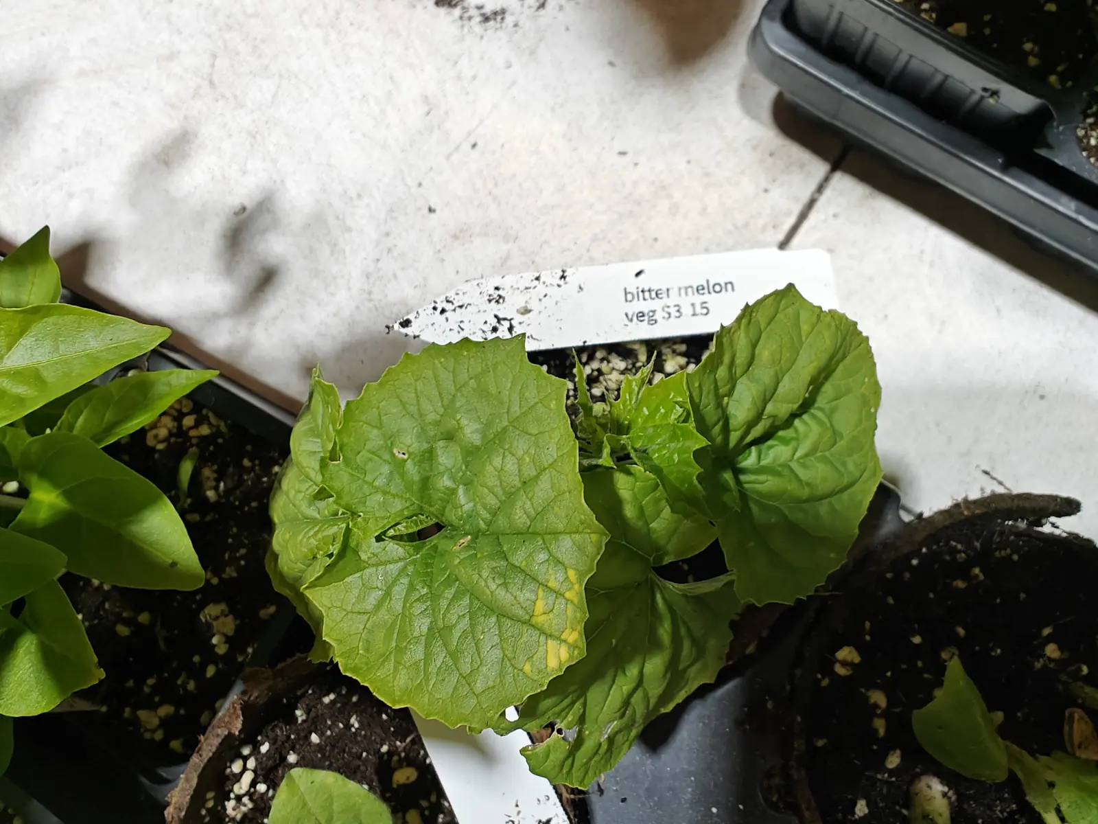 A young bitter melon seedling with broad lobed leaves in a black nursery pot, a printed label behind it, on a pale concrete floor with seed trays around.