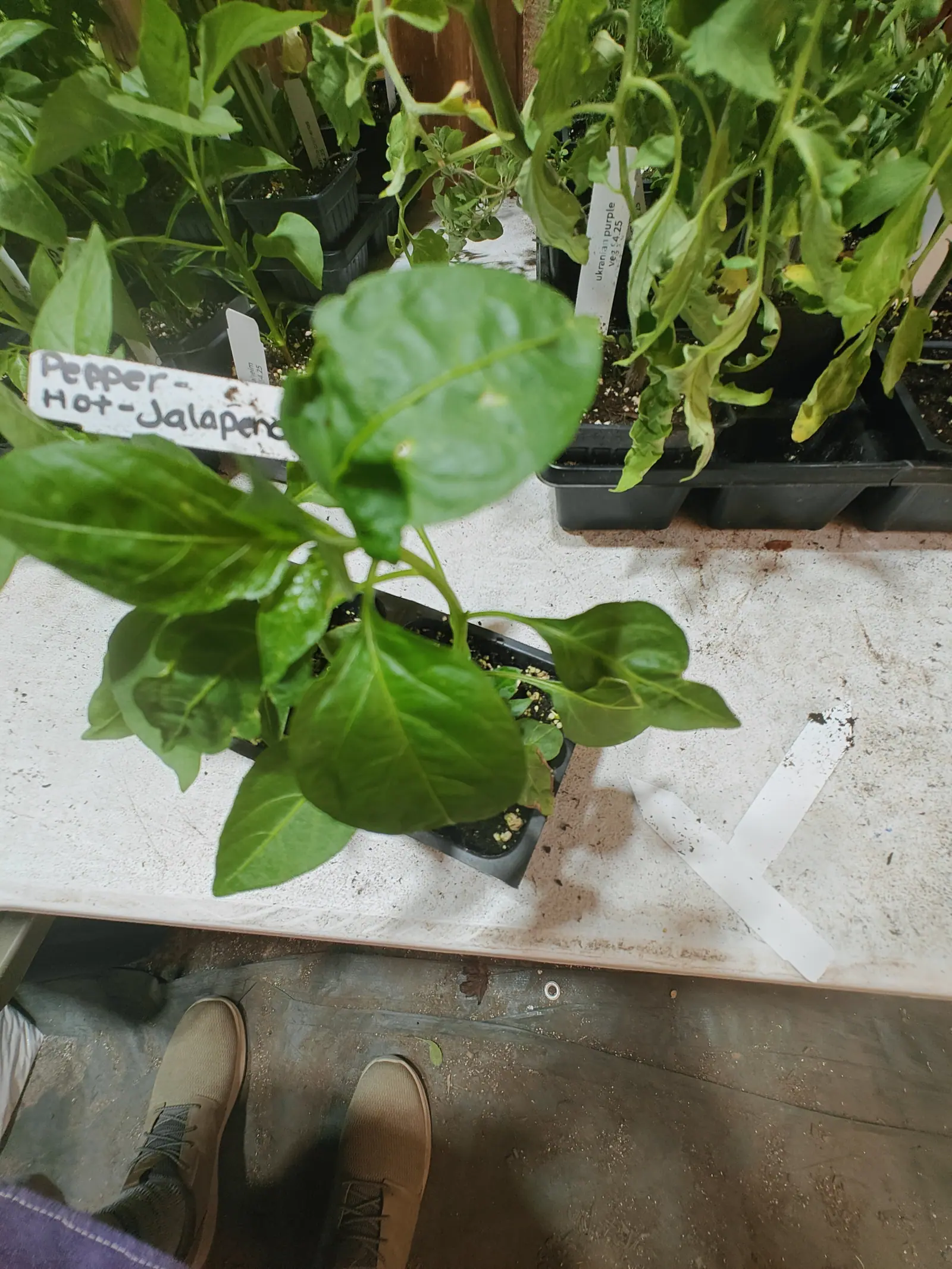 A pepper seedling in a black pot on a whitewashed bench, a handwritten label propped against it and trays of leggy seedlings behind, a pair of feet at the bottom edge of the frame.