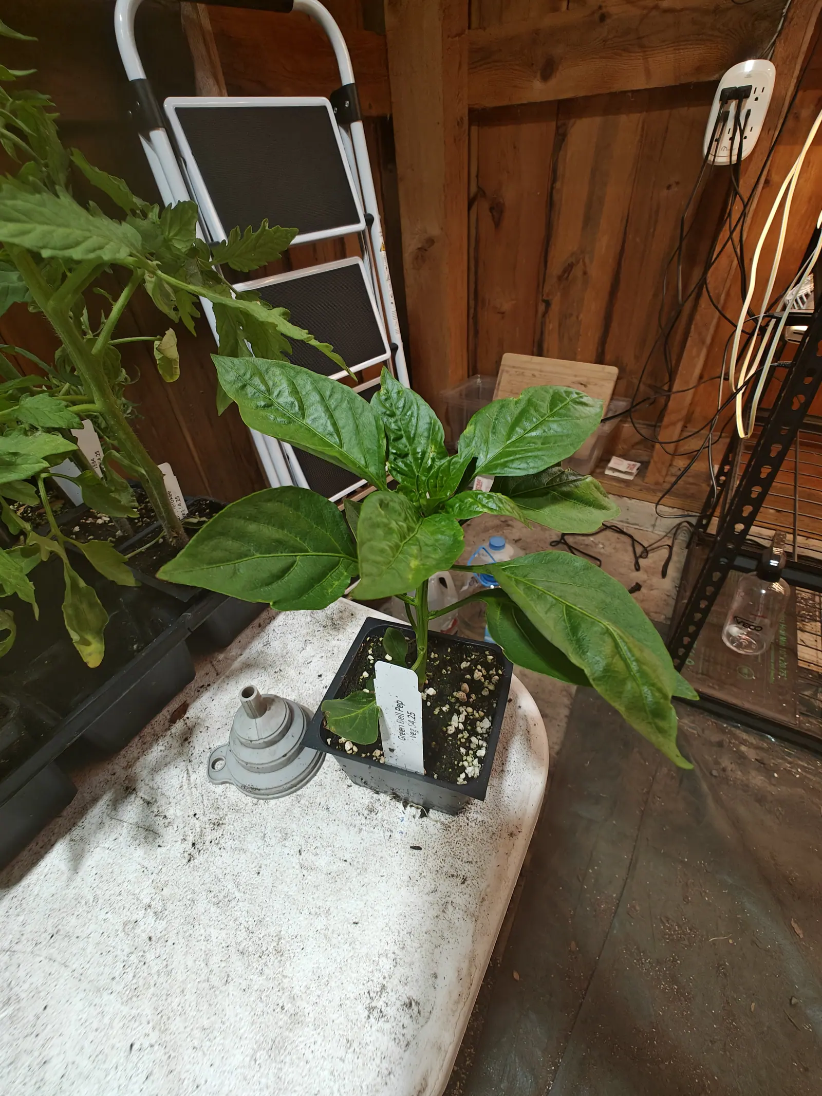 A pepper plant with broad glossy leaves in a black nursery pot on a whitewashed table, a white label stuck in the compost, with a timber barn wall, a folding hand truck and a wire rack behind.