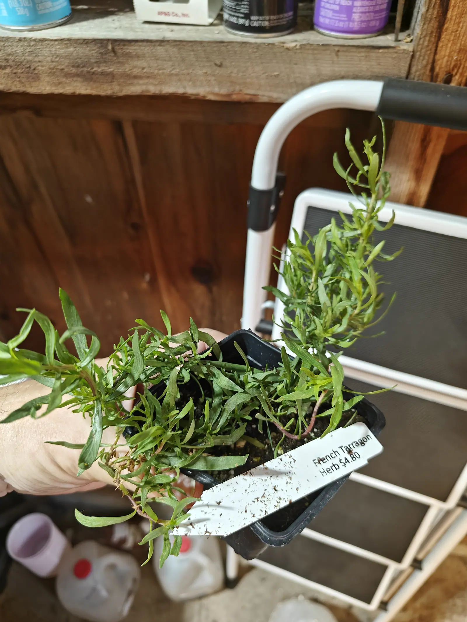 A hand holding a black cell pack of tarragon, its narrow grey-green leaves splaying out, a printed label tucked in, against a timber wall and a white hand cart.