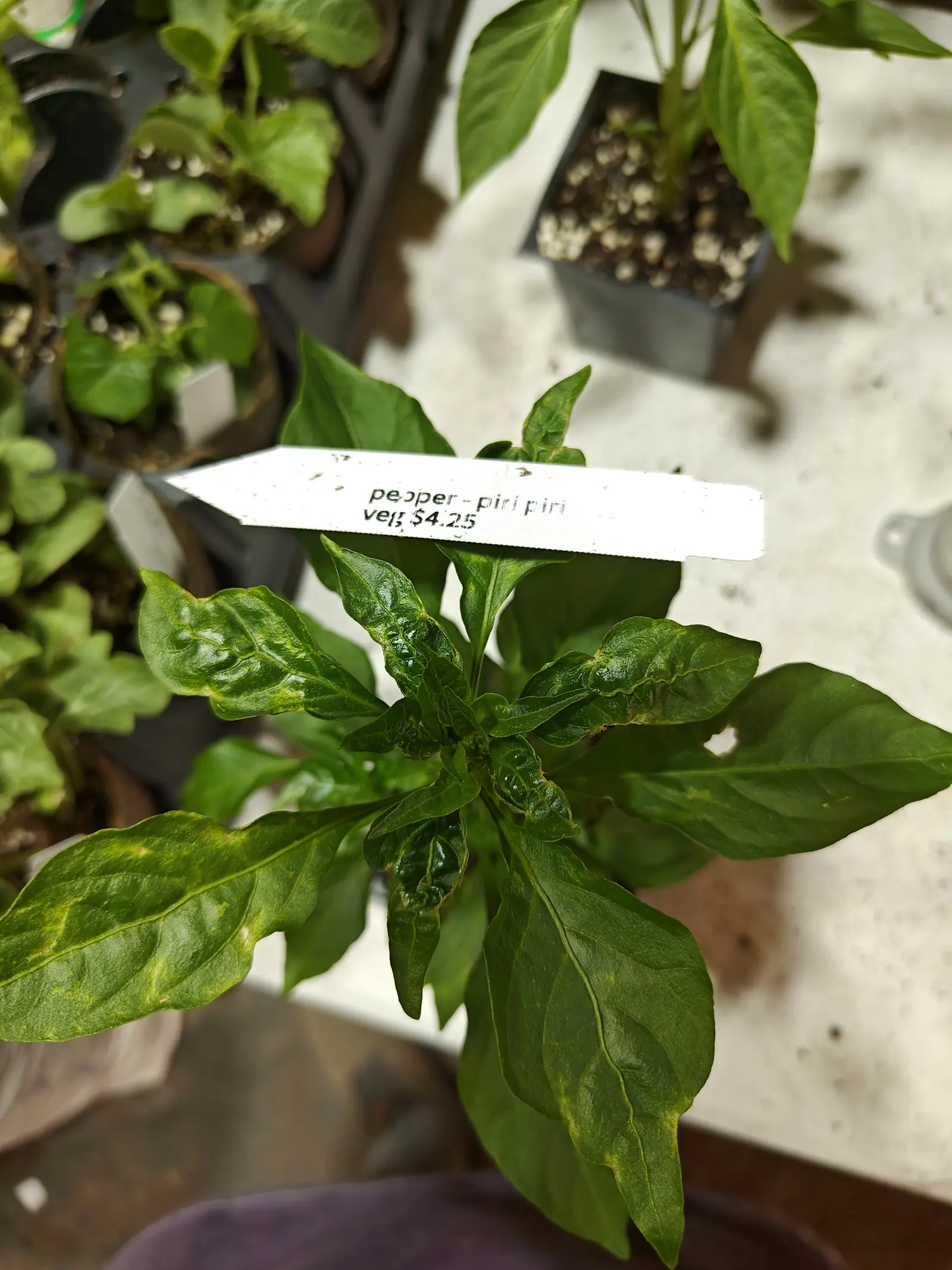 A pepper plant with dark crinkled leaves in a black pot, a printed label laid across it, with trays of yellowing seedlings on the pale bench behind.