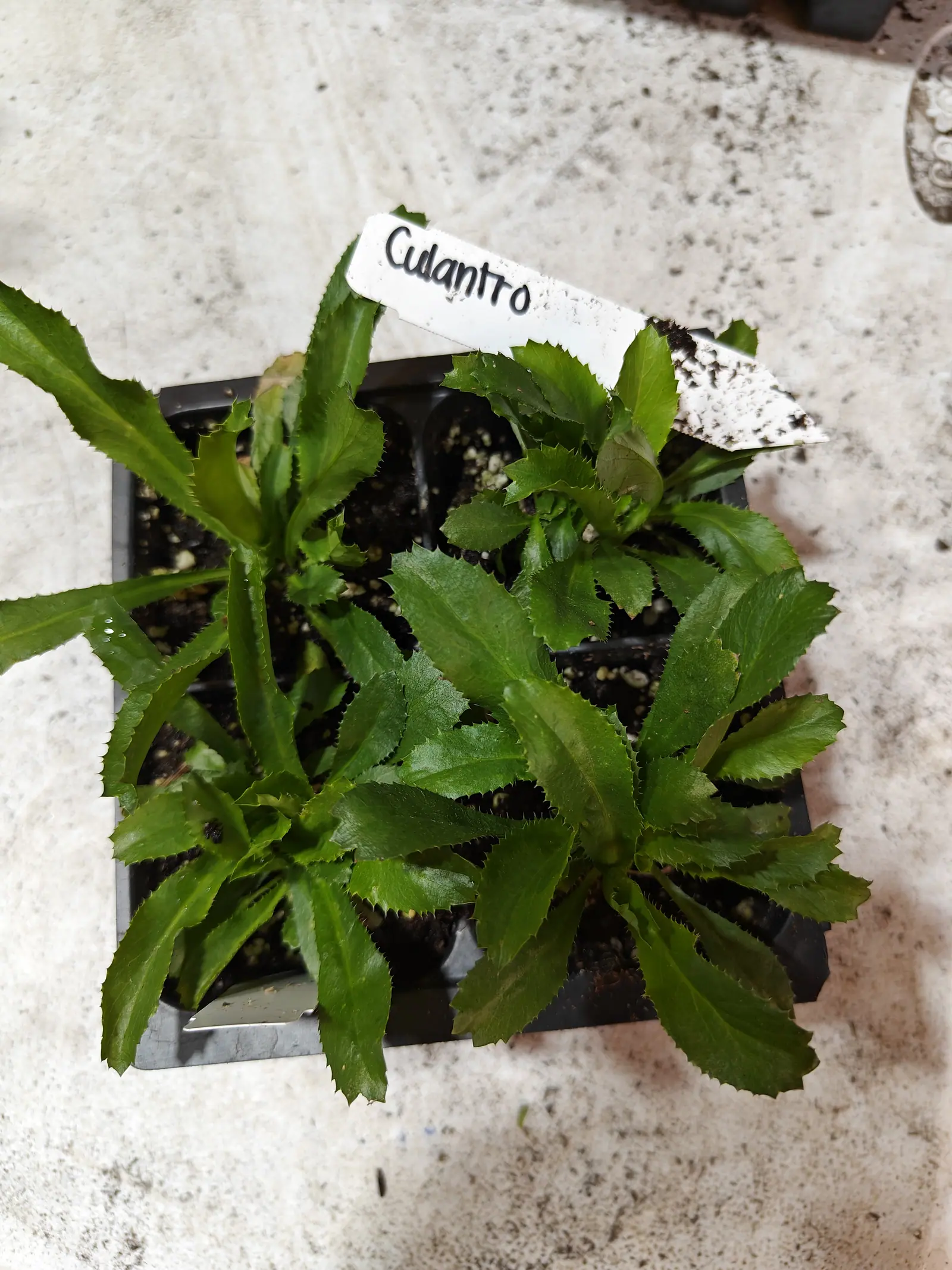 Culantro plants in a black cell pack, their long saw-toothed leaves fanned flat into rosettes, a handwritten label propped behind, on a pale speckled concrete floor.