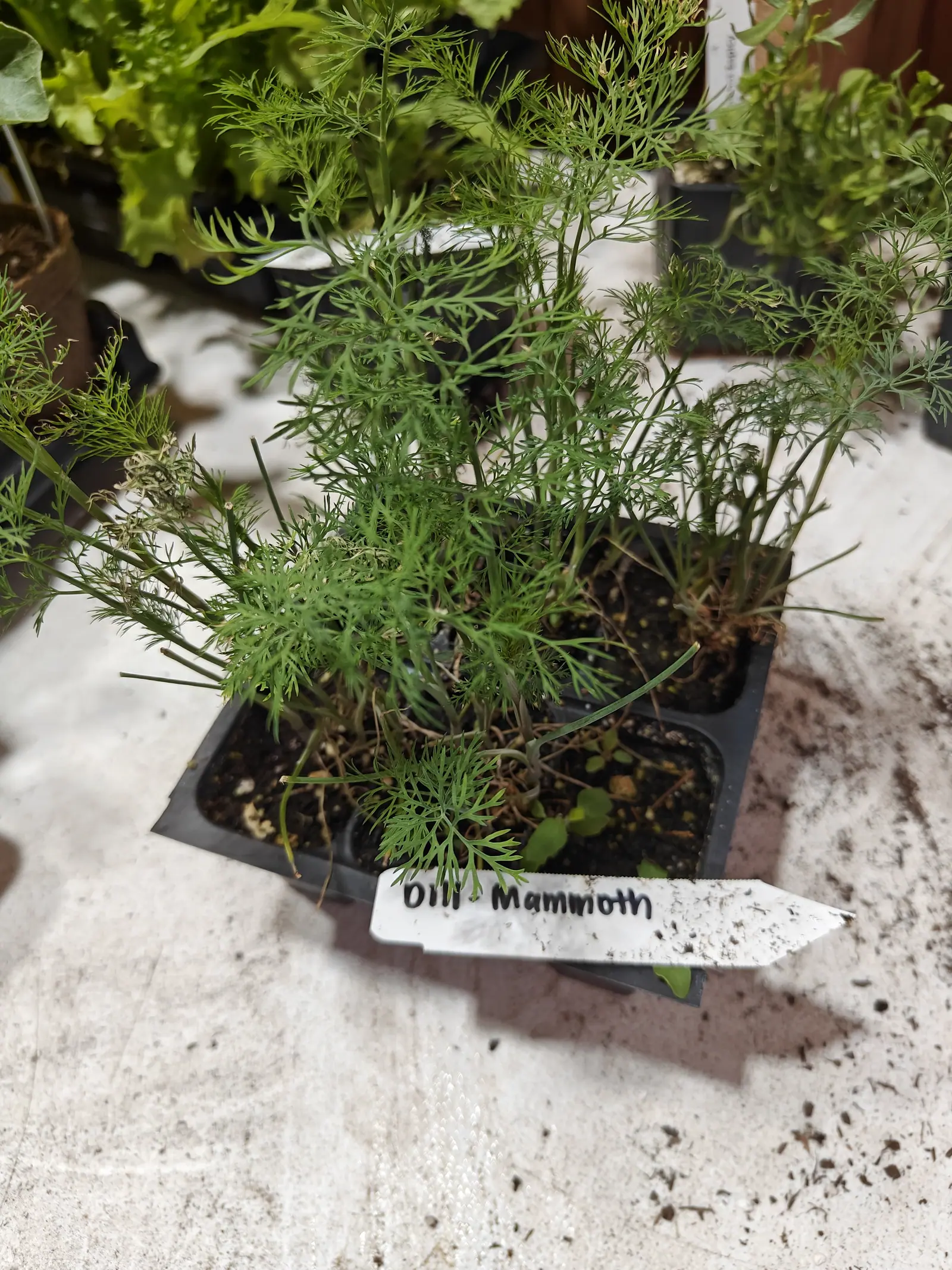 A cell pack of dill, its feathery blue-green foliage sprawling well above the tray, a handwritten label laid in front, on a whitewashed bench with lettuce seedlings behind.