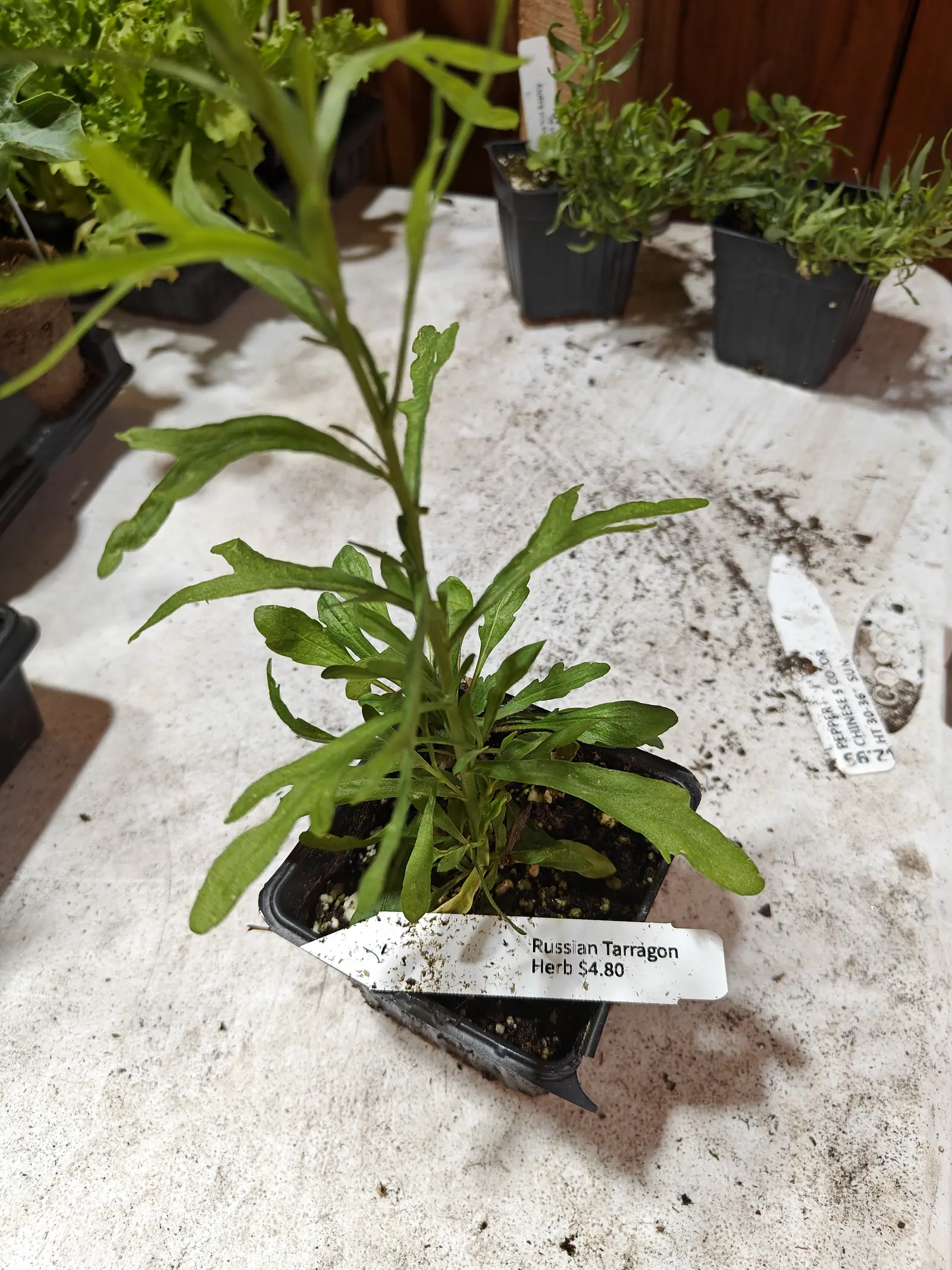 A cell pack of tarragon with ragged lobed green leaves, a printed label tucked against the pot, on a whitewashed table with more herb pots behind.