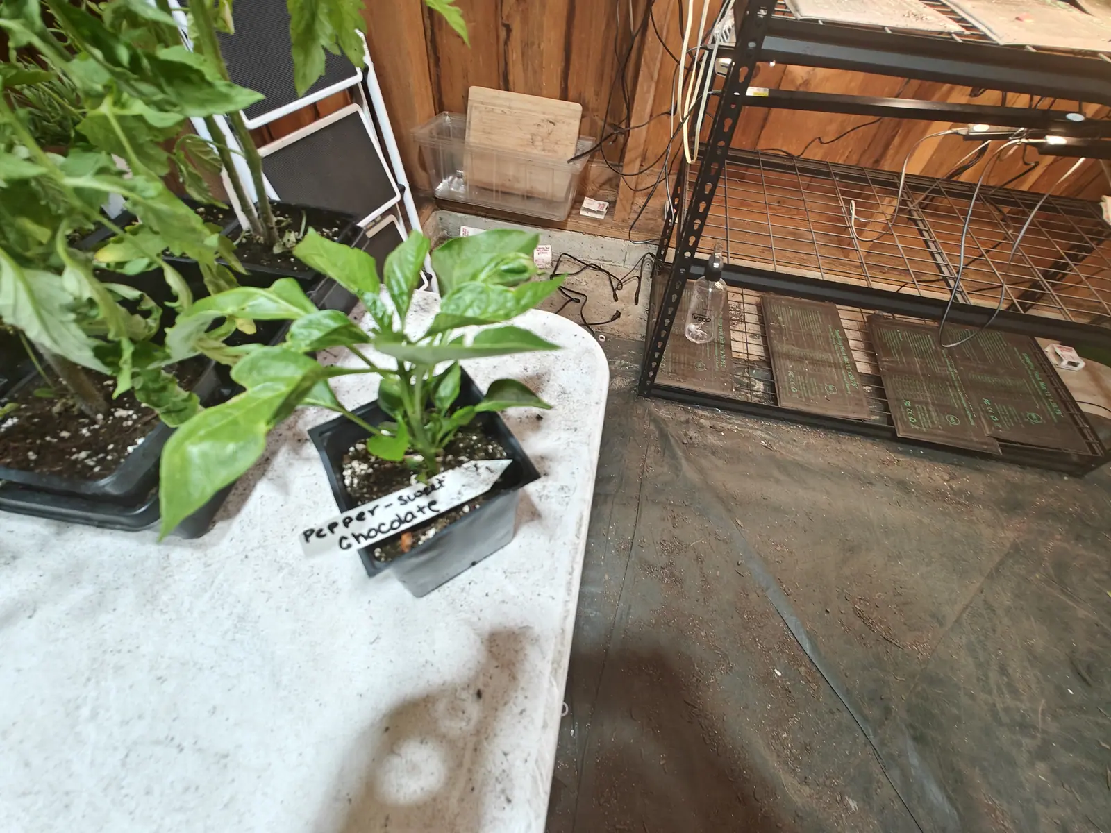 A small pepper plant in a black pot on a whitewashed table, a handwritten label in front of it, with a wire shelving rack, a timber wall and a bare concrete floor beyond.