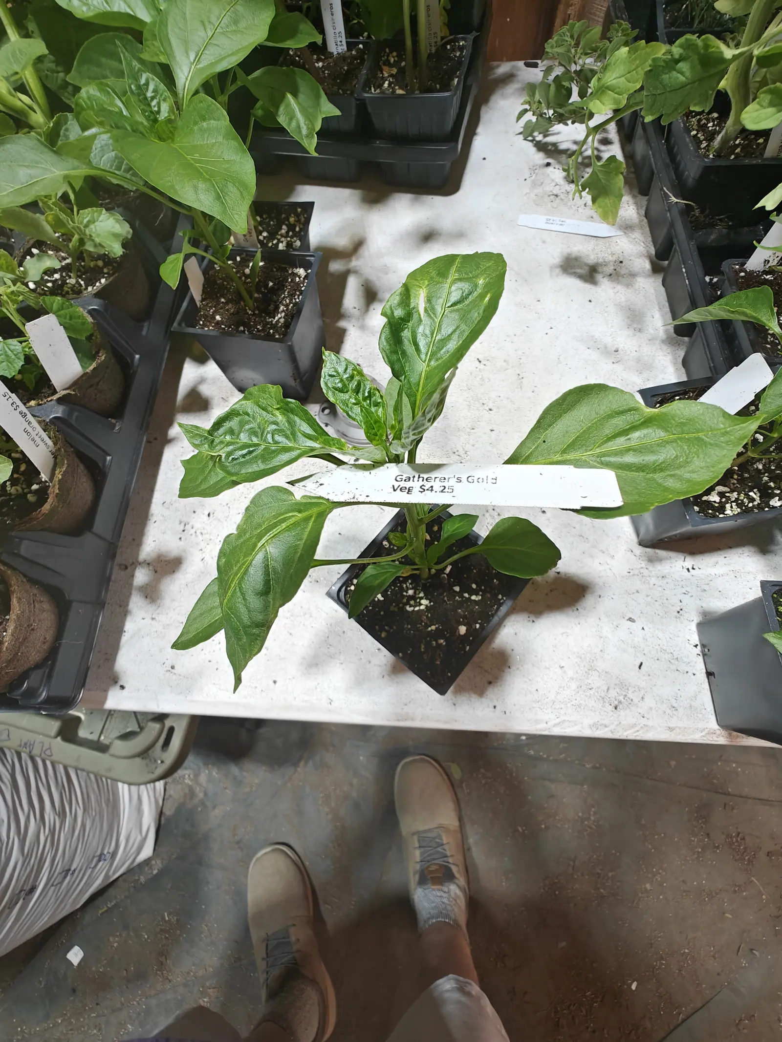 A pepper plant with broad glossy leaves in a small black pot on a whitewashed table, a printed label laid across it and seedling trays all around, a pair of feet at the bottom edge of the frame.