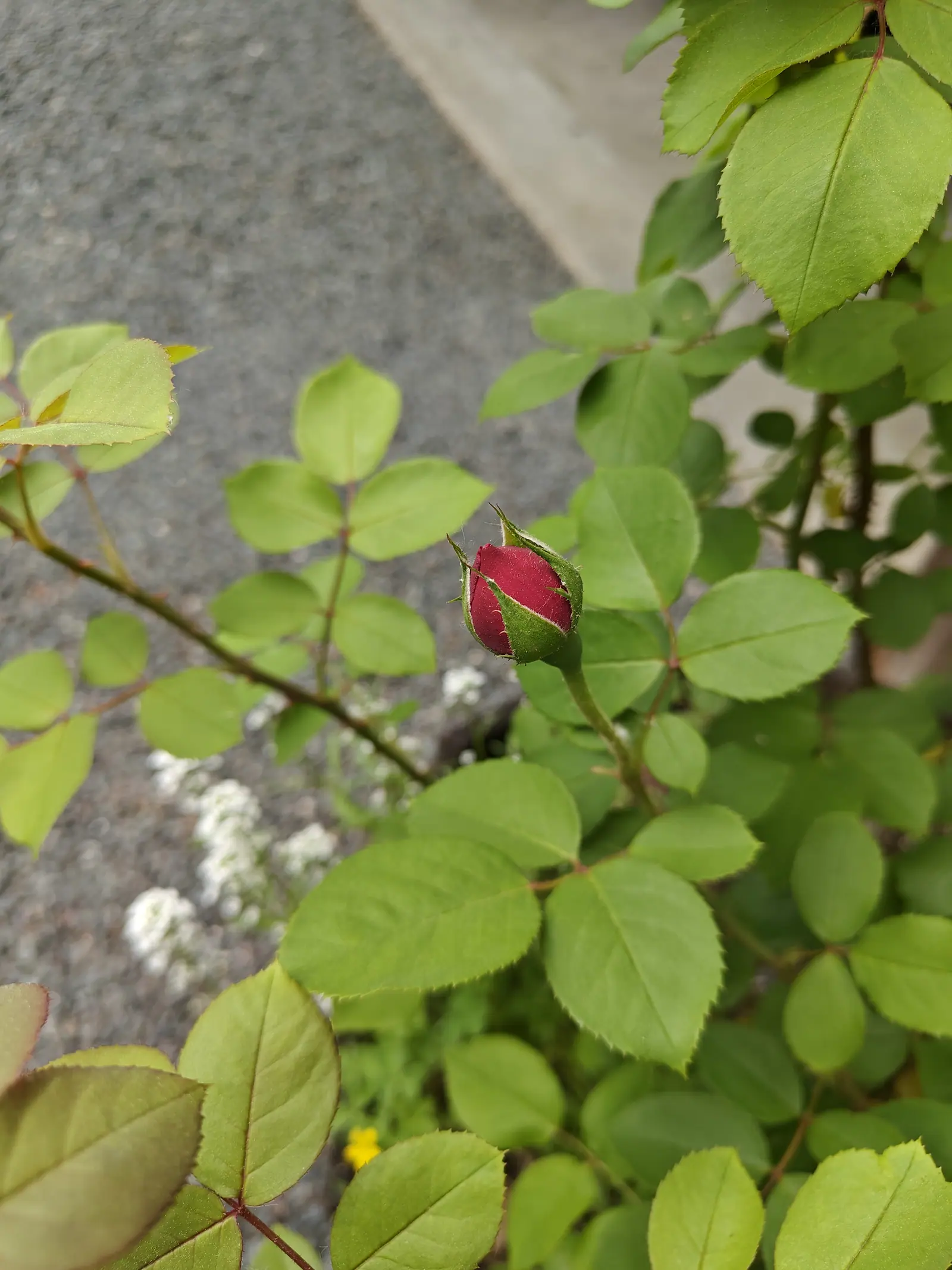 A single deep red rose bud, still tightly furled in its green sepals, on a thin stem among bright green toothed leaves, with grey gravel and white flowers blurred behind.