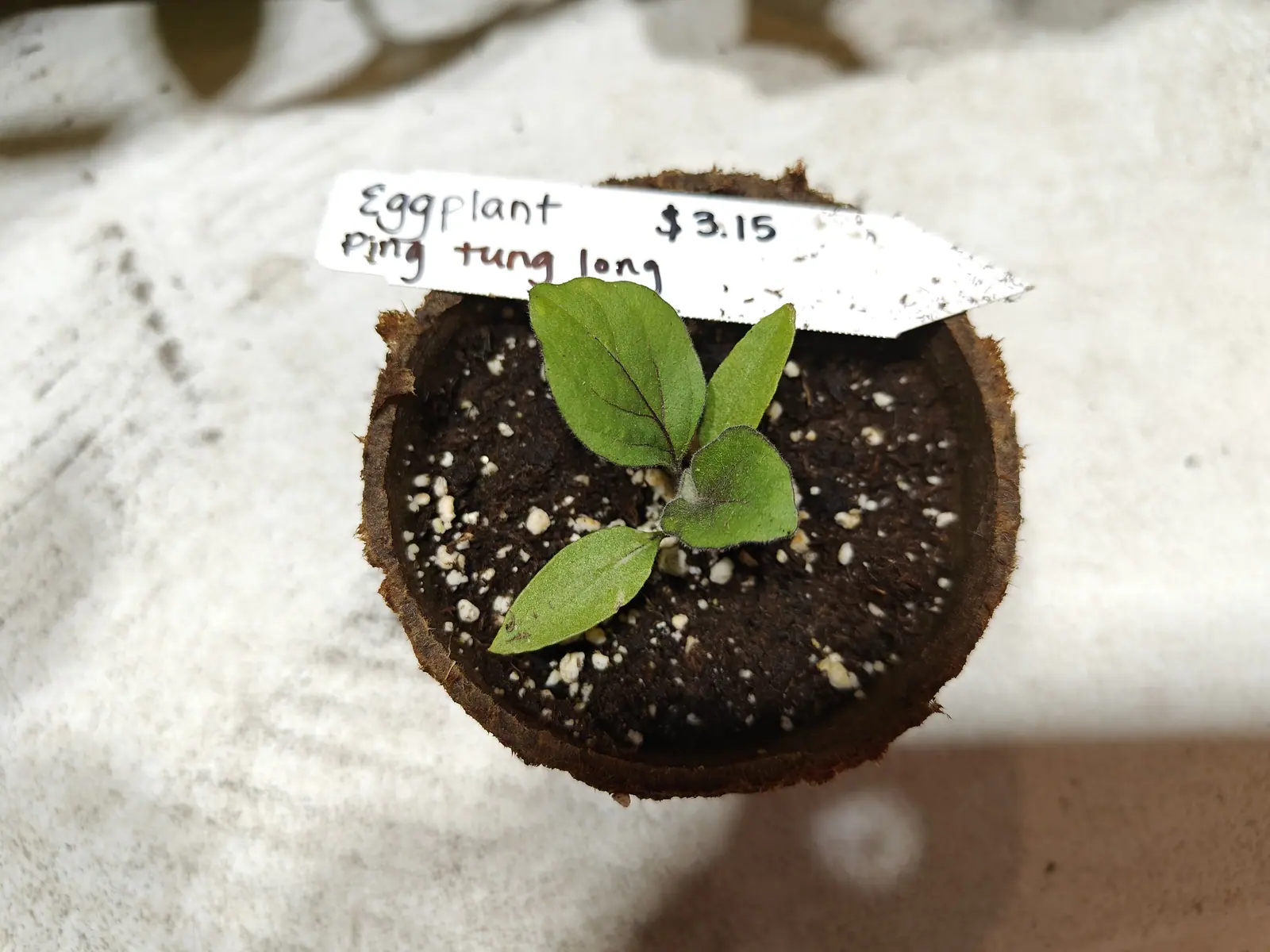 A tiny eggplant seedling with two rounded true leaves in a fibre pot of dark compost, a handwritten label behind it, on a white fleece surface.