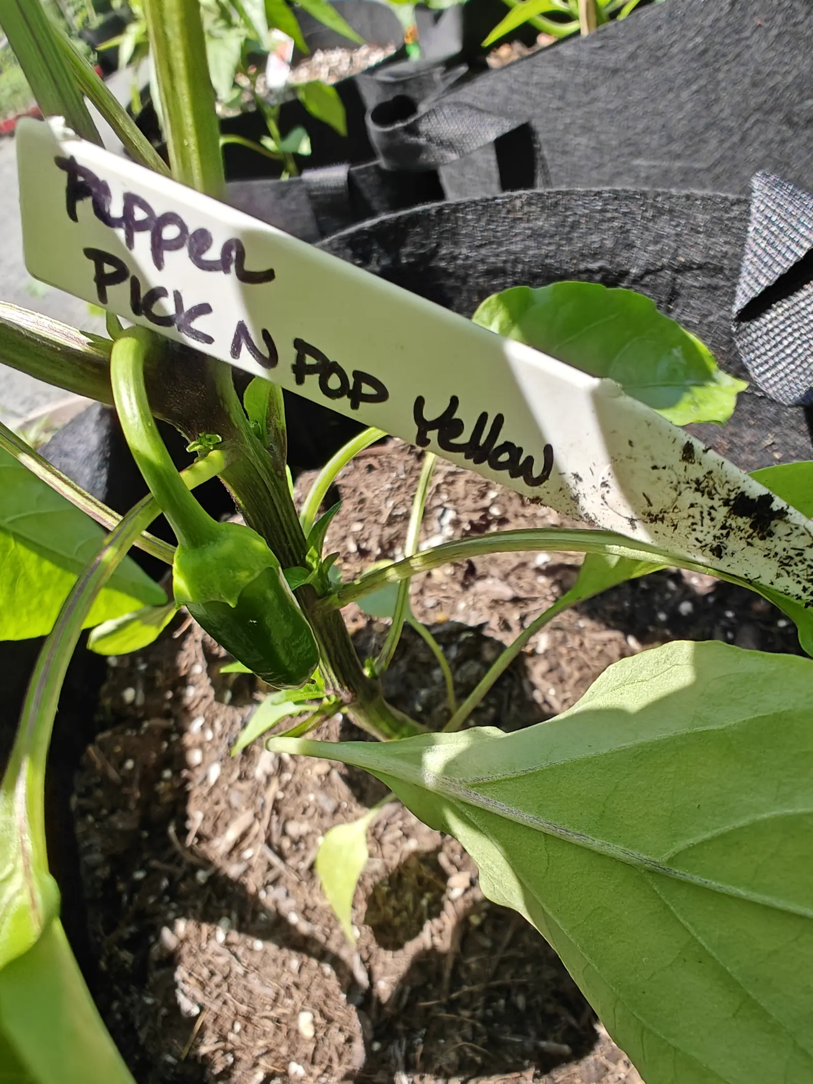 A handwritten label angled across a pepper plant in a black fabric grow bag, a small green fruit already set on the stem below it in bright sun.