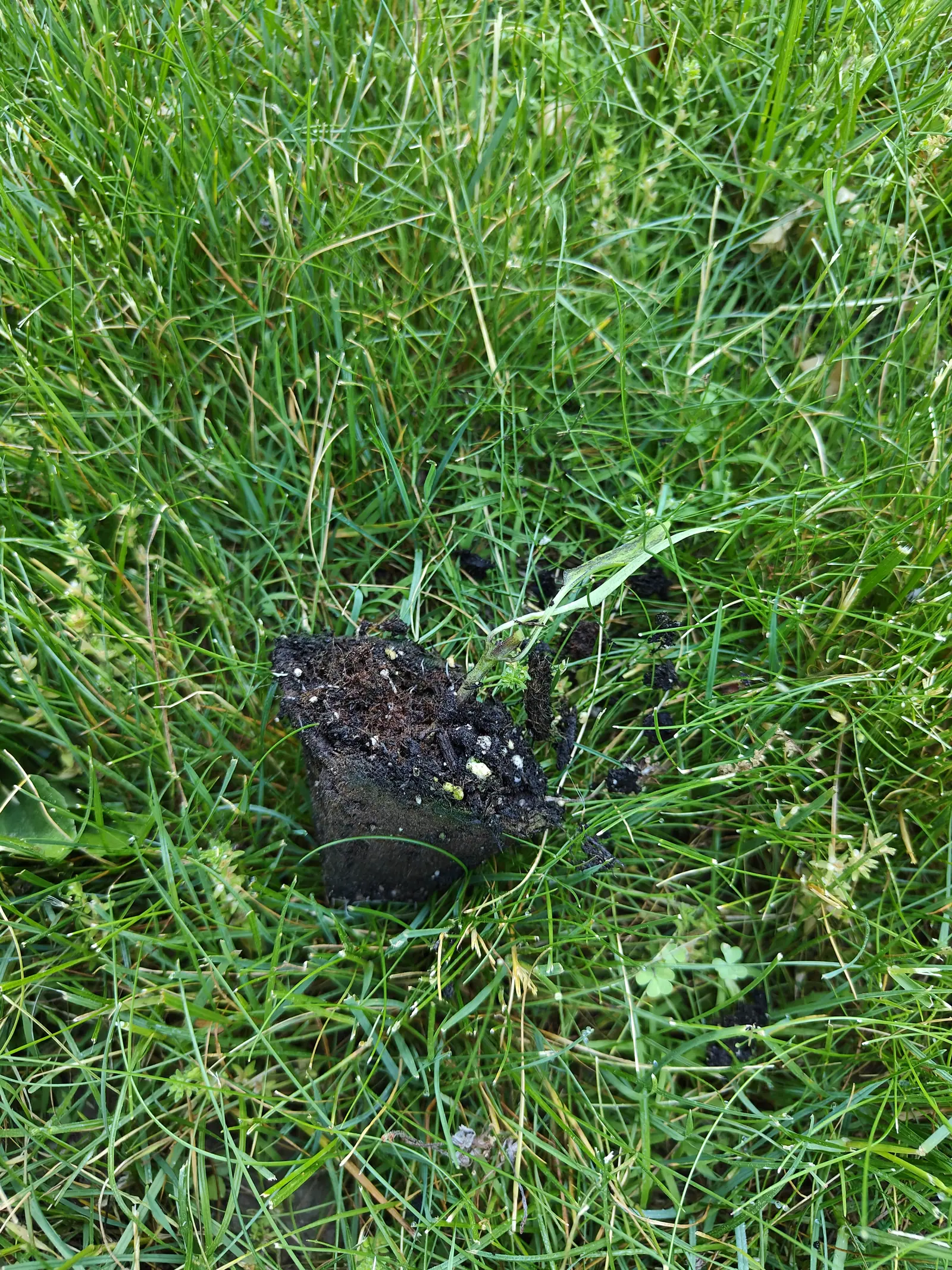 A dark plug of potting compost flecked with white perlite sitting on top of mown grass, a few loose crumbs of soil scattered around it, with no plant in sight.