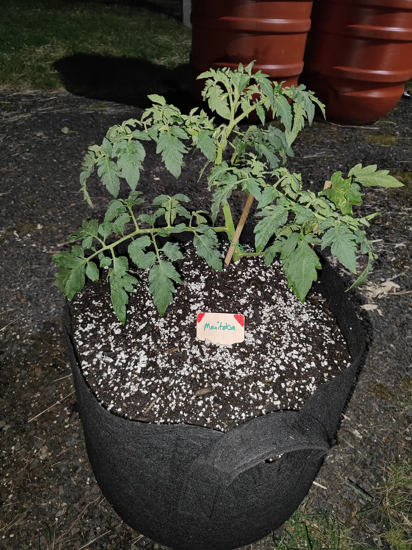 A young tomato plant in a black fabric grow bag on tarmac, its compost pale with perlite, a small handwritten label set in front, with a terracotta-coloured barrel and grass behind.