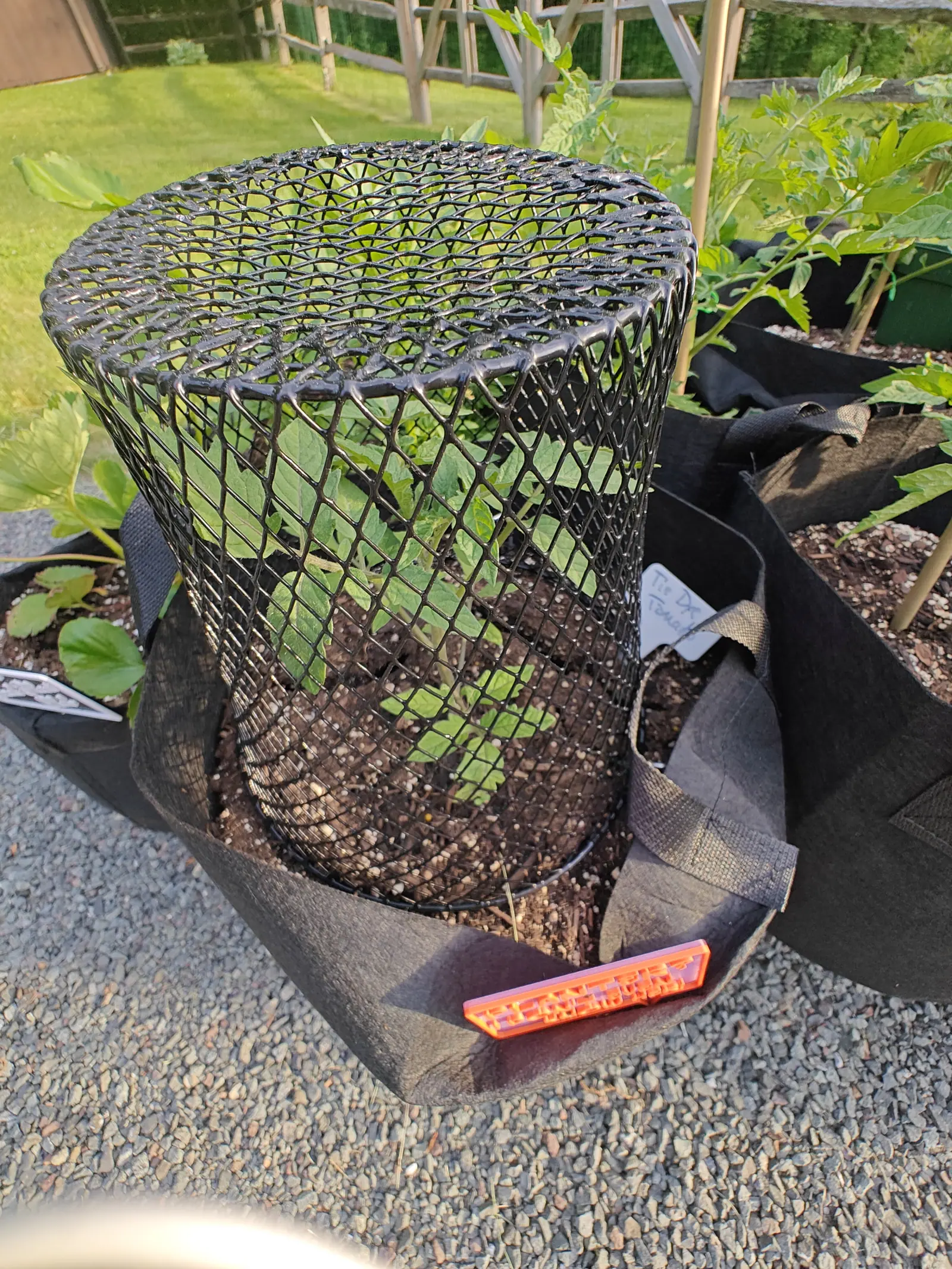 A black plastic mesh cylinder guarding a young tomato plant inside a fabric grow bag, an orange reflector clipped to the rim and a label tucked alongside, on grey gravel.