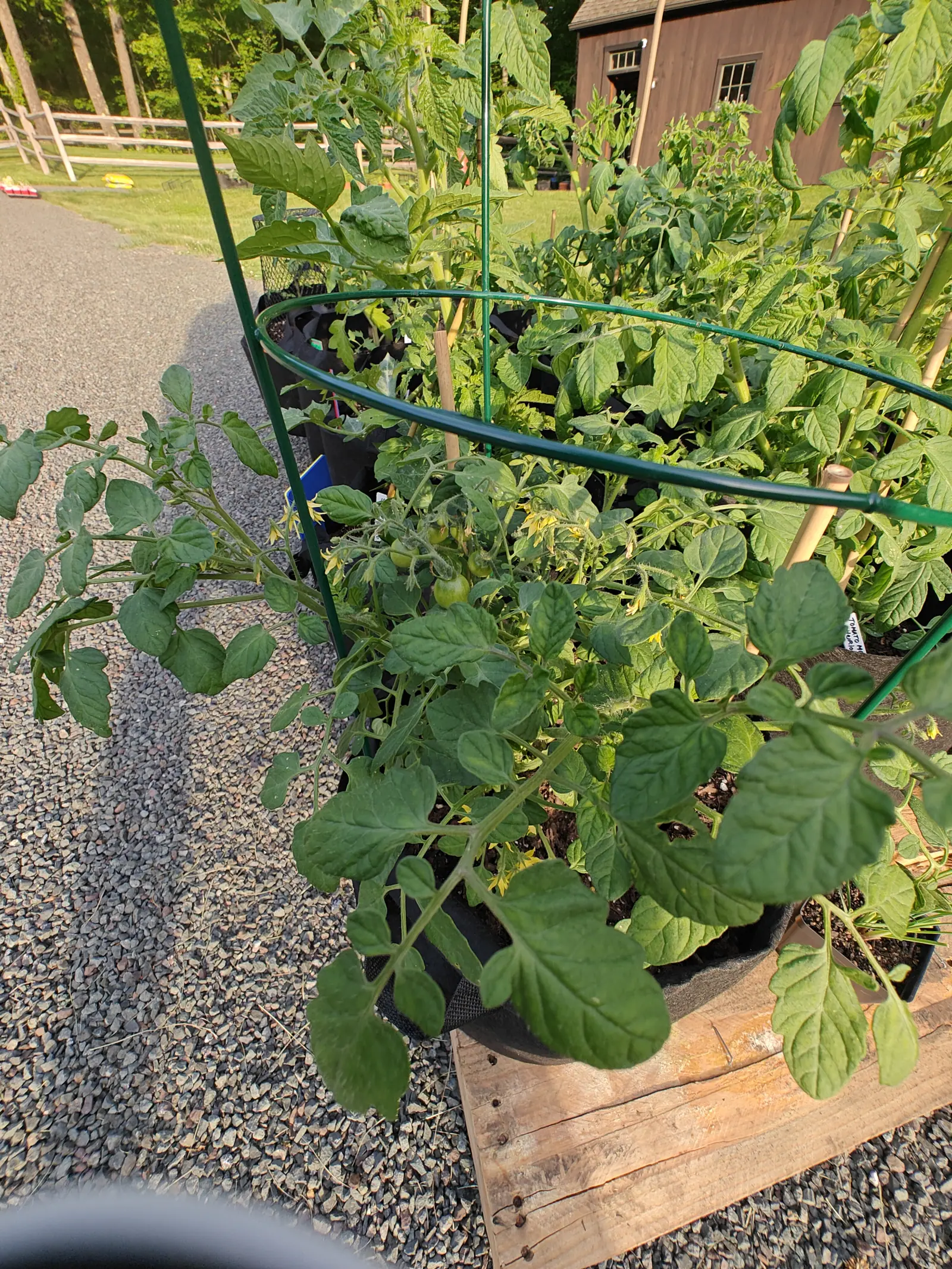 Tomato plants in black pots held upright by green wire cages, standing on a timber pallet on grey gravel, with a brown barn, a split-rail fence and mown lawn behind.