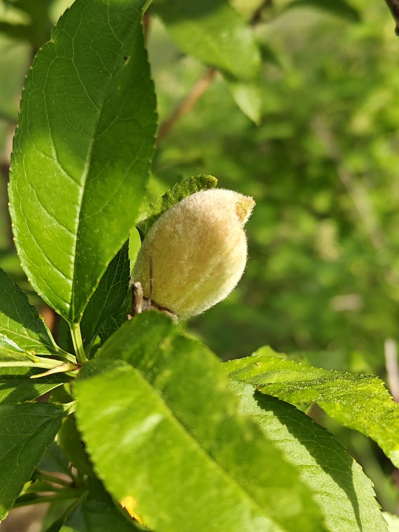 A single young peach, pale green and downy with a faint suture running down it, hanging at the tip of a branch among long glossy leaves in low sun.