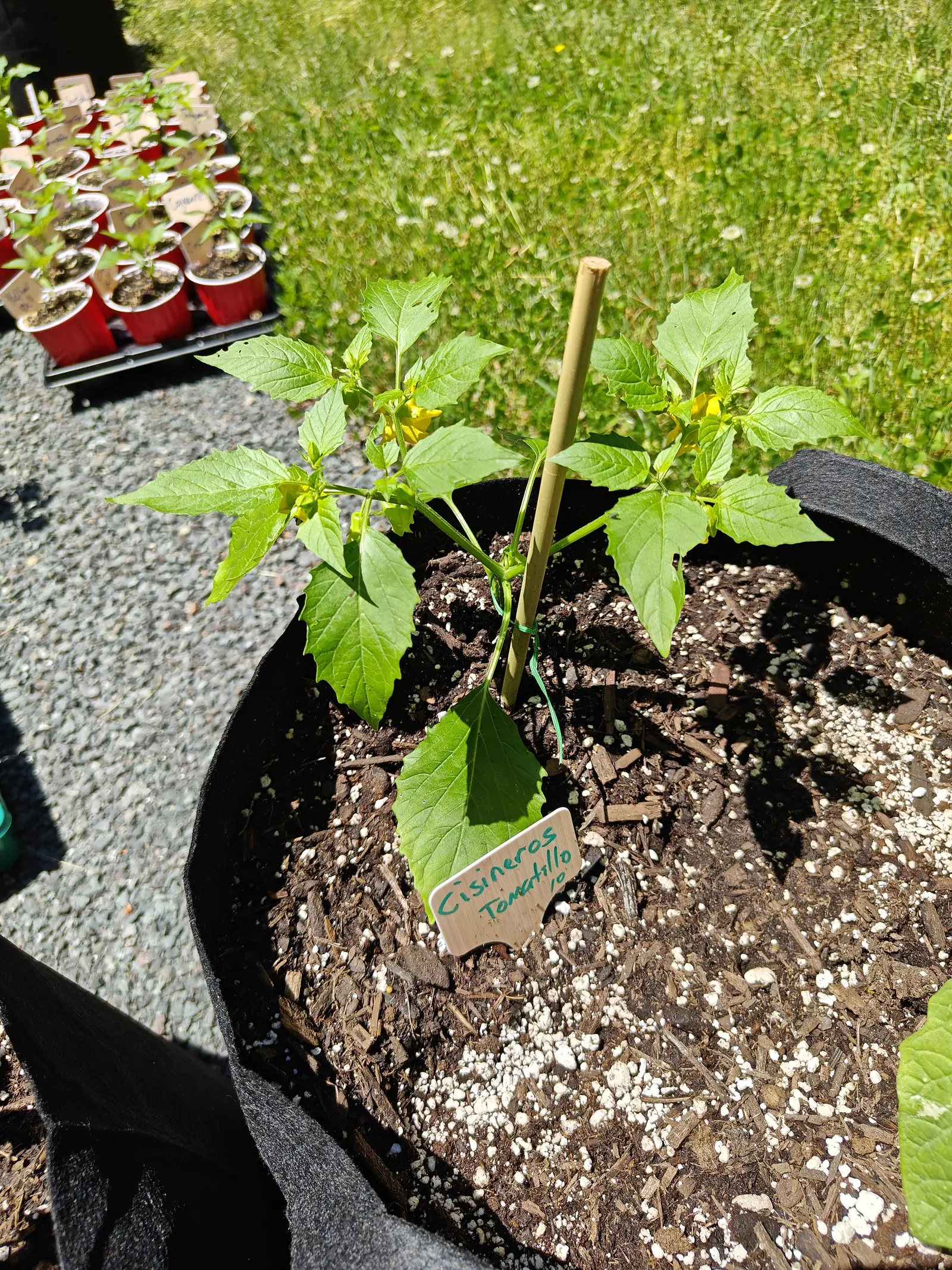A young tomatillo plant in a black fabric grow bag, its soil mulched with bark and perlite and a bamboo cane beside it, a small wooden label at the rim.