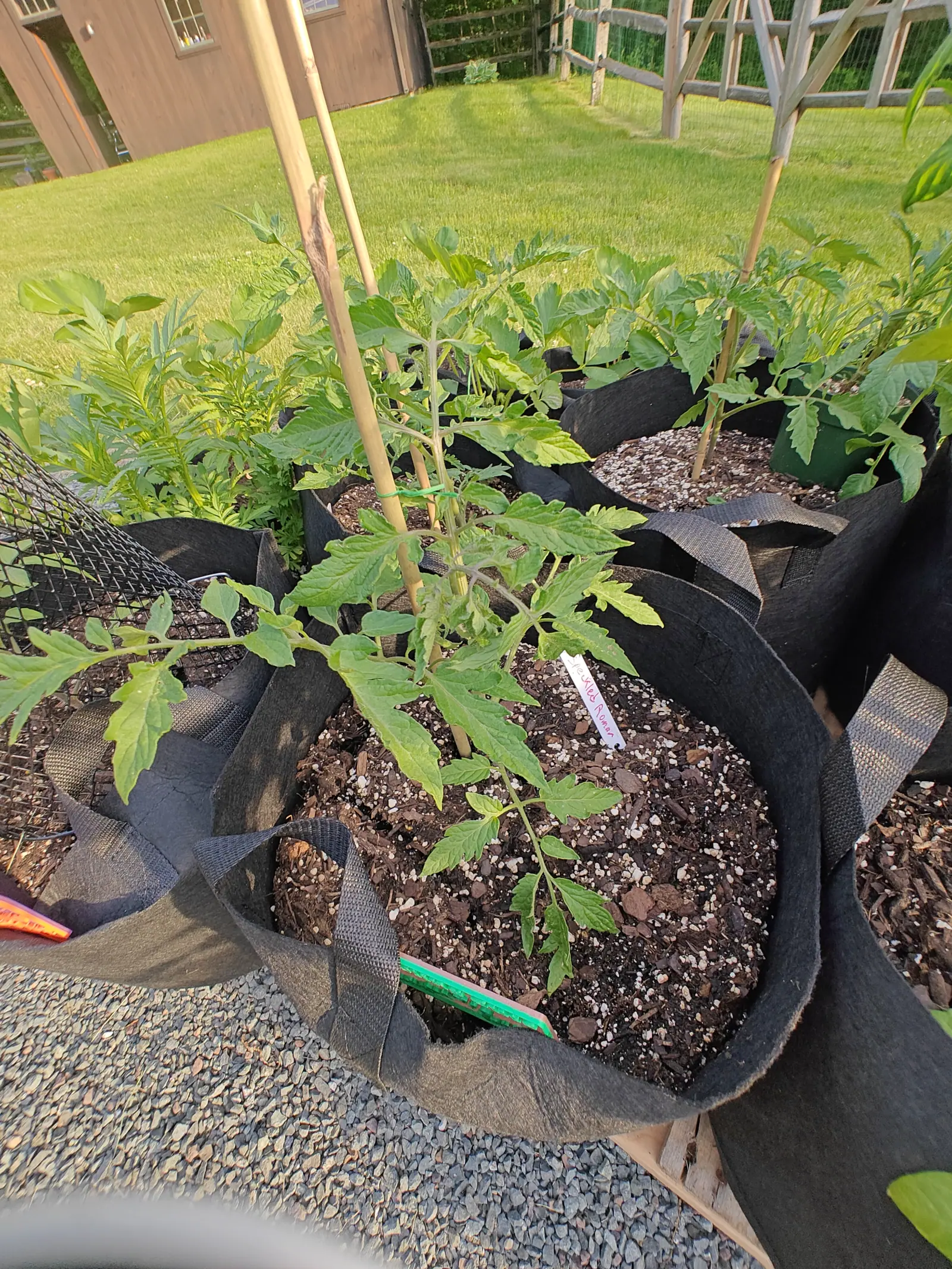 A young tomato plant in a black fabric grow bag tied to a bamboo cane, its compost dark and perlite-flecked, with more grow bags in a row behind and a gravel path in front.