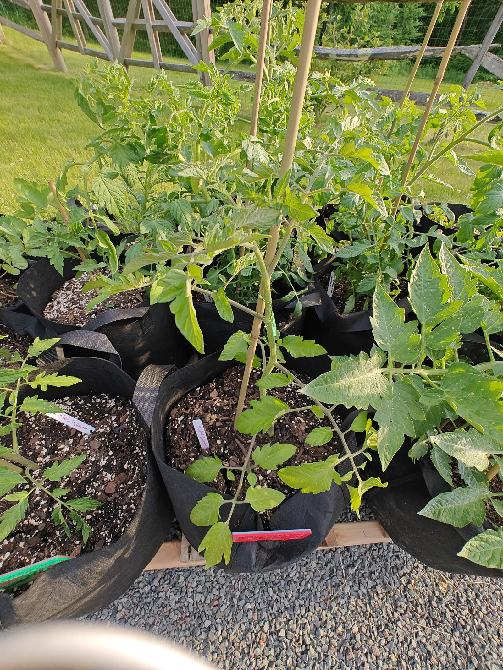 A row of black fabric grow bags of young tomato plants on bamboo canes, small labels pushed into the compost, set on a timber-edged bed beside grey gravel with a split-rail fence and lawn behind.