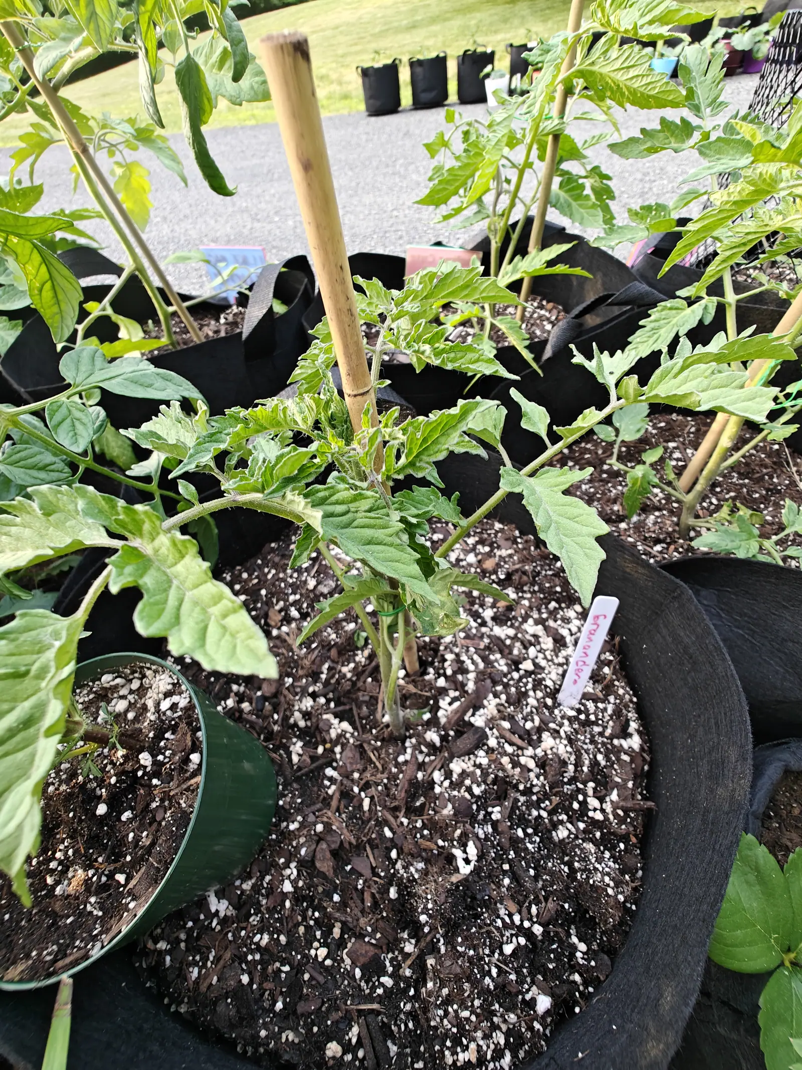 A young tomato plant staked to a bamboo cane in a black fabric grow bag, its bark-mulched compost bright with perlite, a small pink label at the rim and more grow bags behind on tarmac.