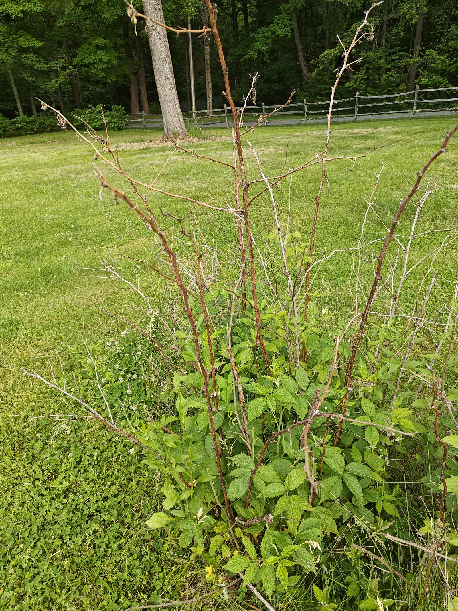 A raspberry clump with tall bare brown canes standing above a mass of fresh green leaves, on mown grass with a split-rail fence and dense woodland behind.