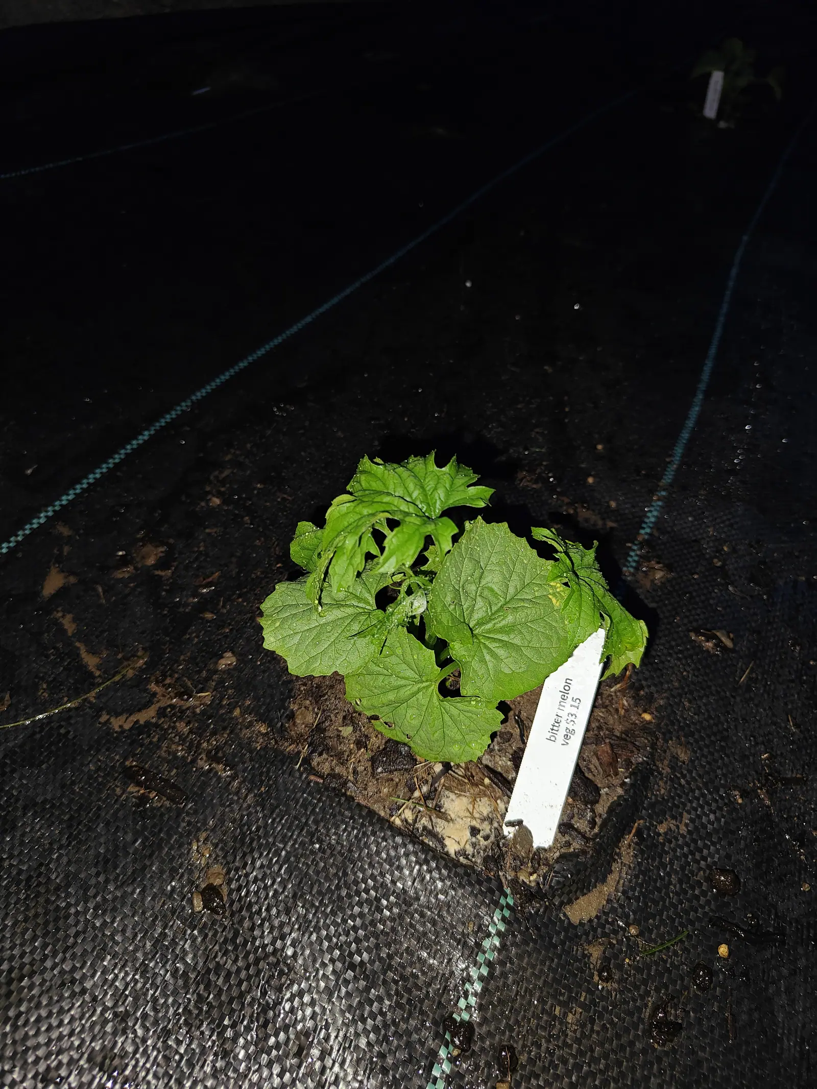 A young bitter melon plant with broad lobed leaves set into a slit in black woven ground fabric, lit hard by flash at night, a white label lying on the fabric beside it.