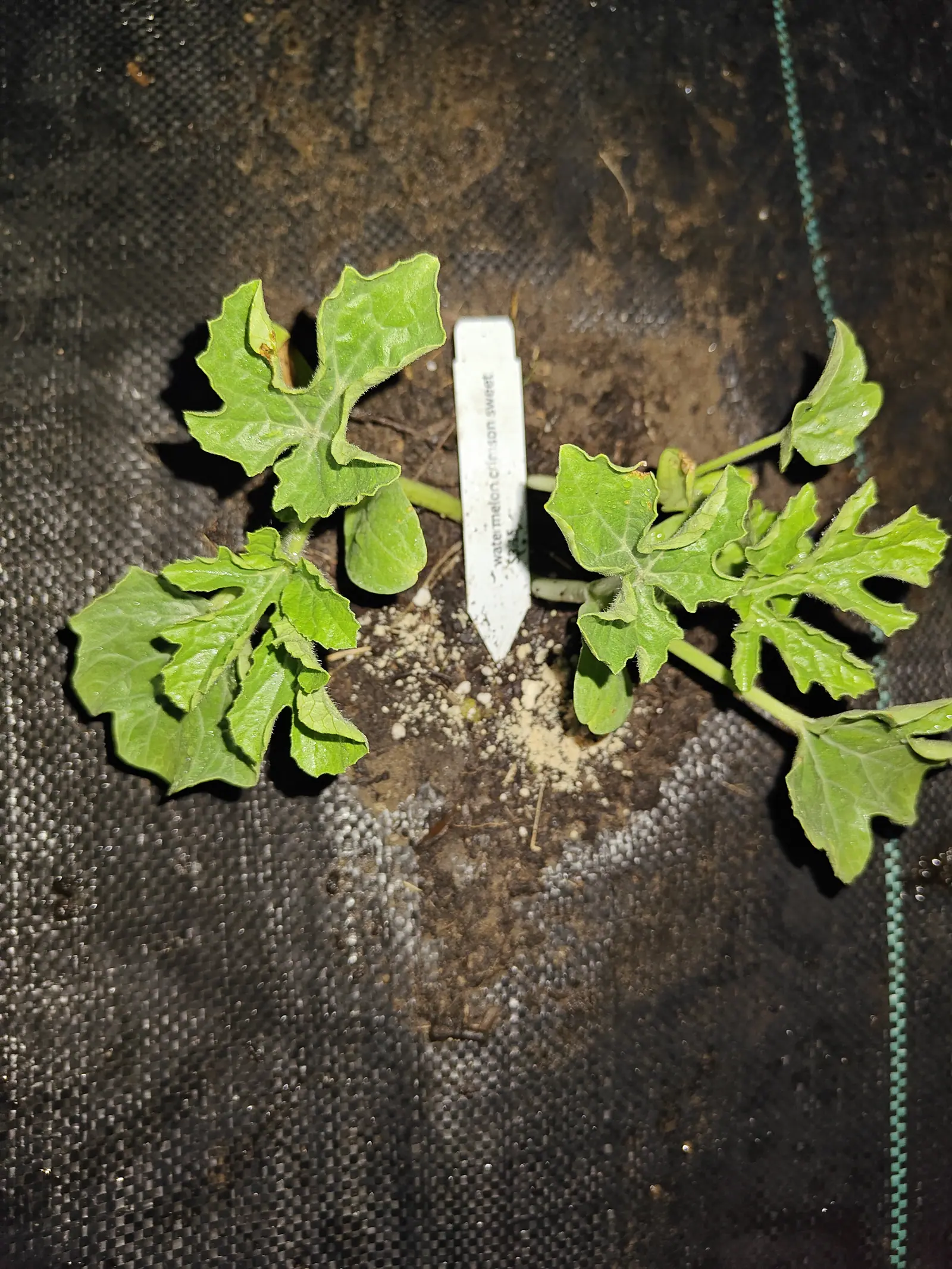 A young watermelon plant with deeply cut lobed leaves spread flat over dark soil, a white label standing upright at its centre, on black woven ground fabric lit by flash at night.