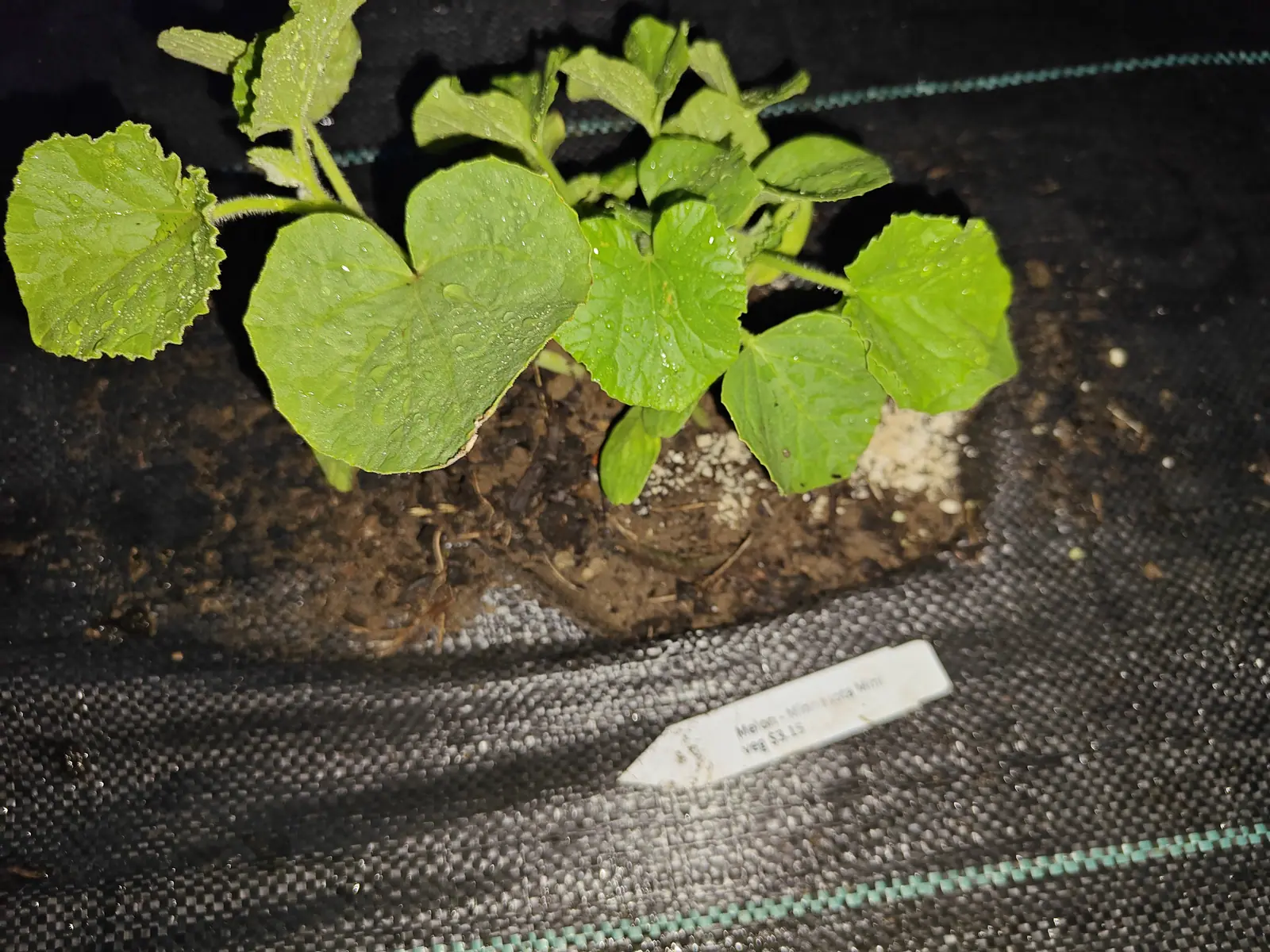 Melon seedlings with rounded heart-shaped leaves in a strip of dark soil, a white label lying on the black woven ground fabric in front of them, picked out by flash at night.