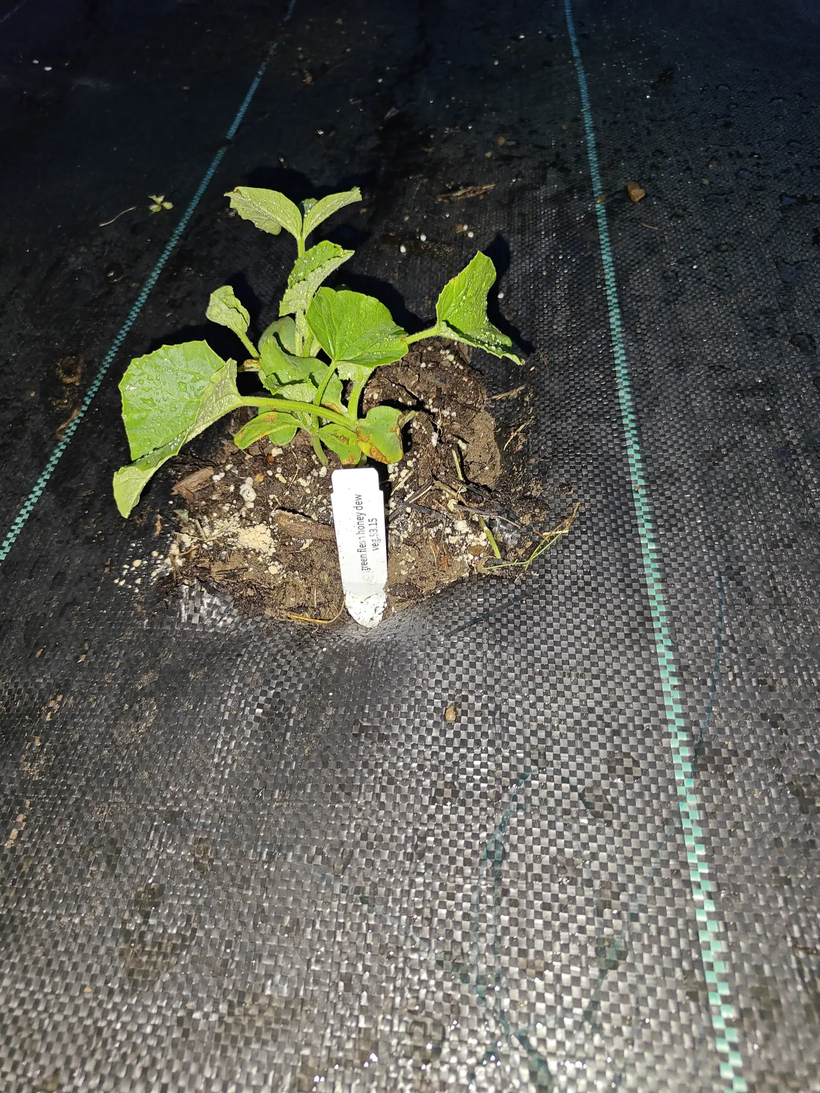 A melon seedling with rounded scalloped leaves on a mound of dark soil, a white label pushed in beside it, surrounded by black woven ground fabric with green woven guide-lines, at night.