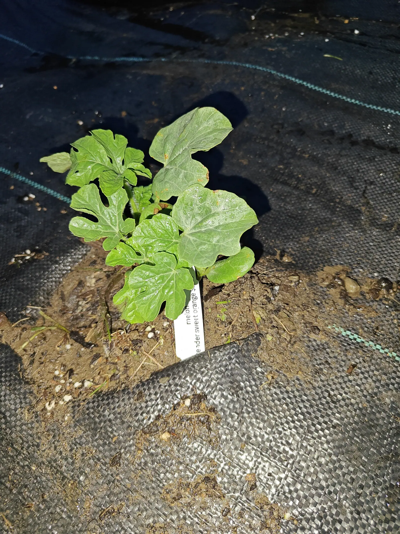 A young watermelon with deeply lobed grey-green leaves rooted in bare soil at a slit in black woven ground fabric, a white label upright at its base, lit by flash at night.