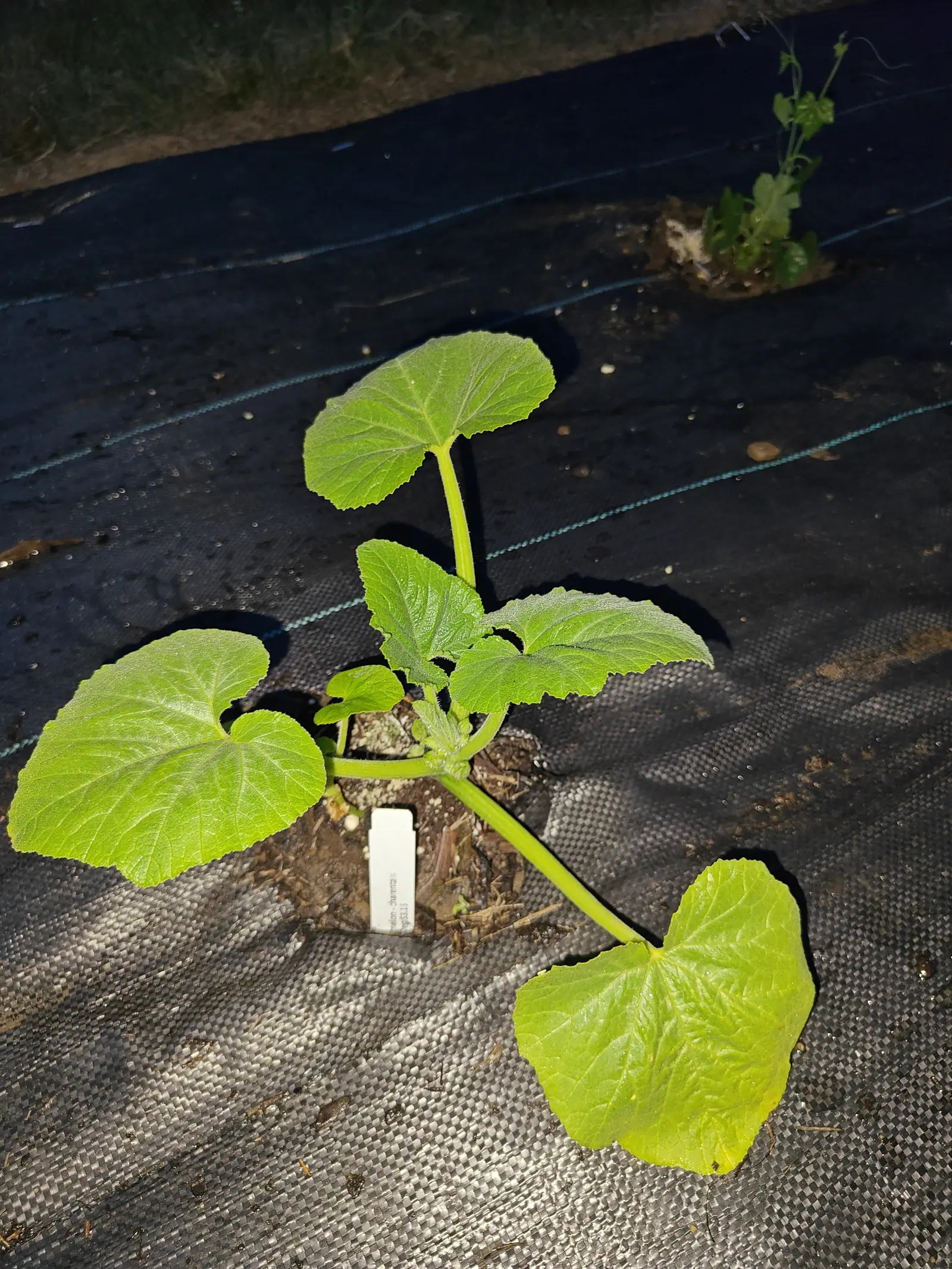 A melon seedling with large rounded leaves on an exposed rootball, a small white label at its foot, on black woven ground fabric with a second seedling beyond, lit by flash at night.