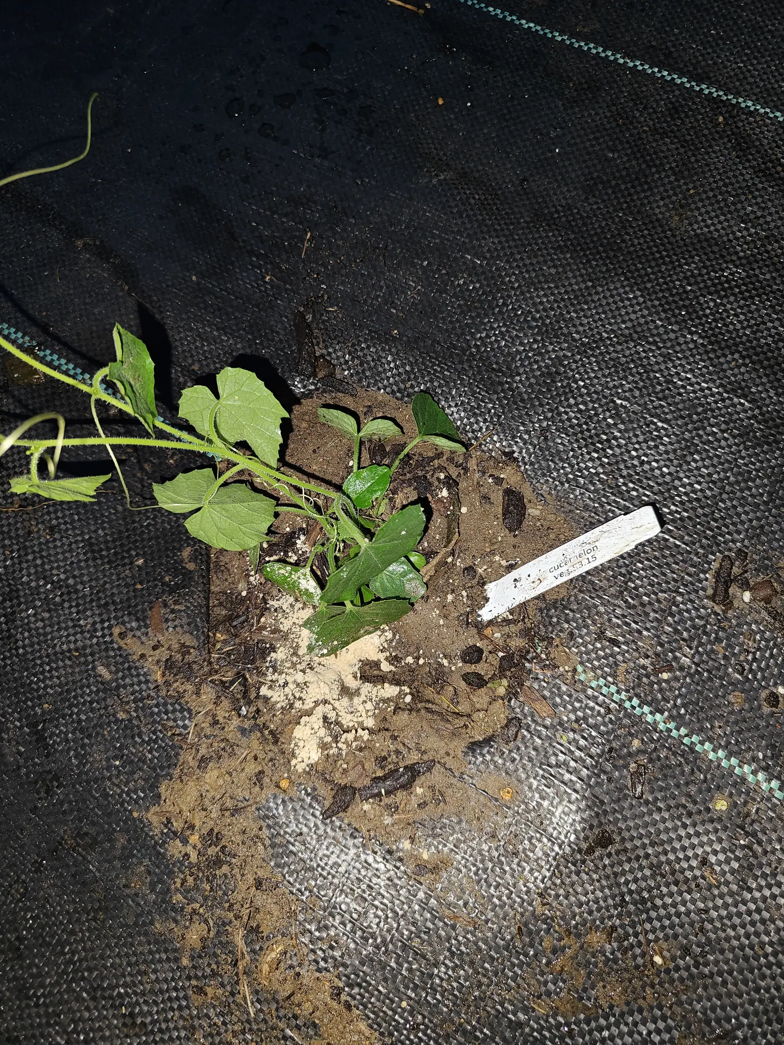 A cucamelon seedling sprawling across dark soil at a slit in black woven ground fabric, its small lobed leaves on thin trailing stems, a white label laid beside it at night.