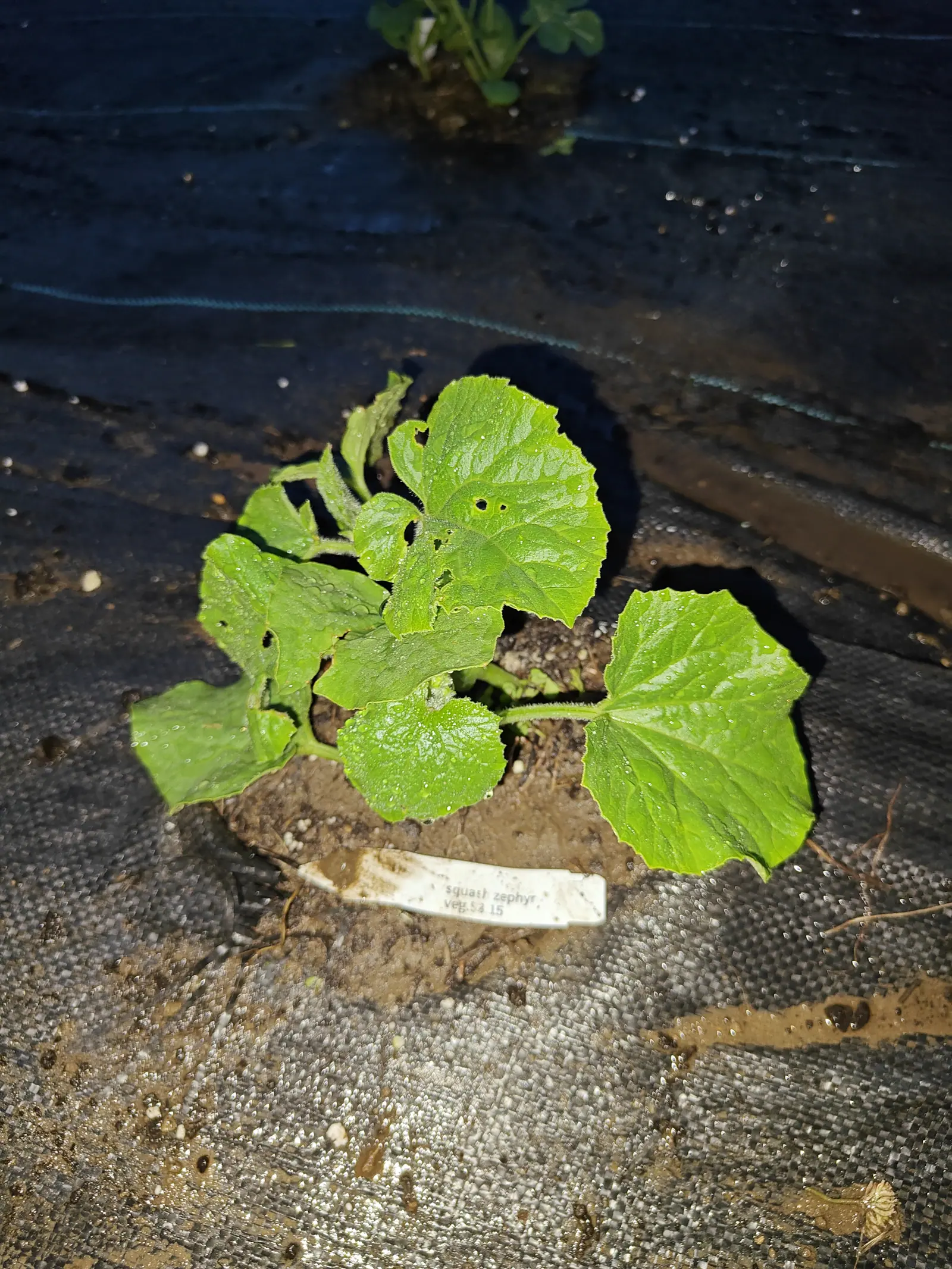 A young squash plant with broad rounded leaves, several chewed through with small holes, on a mound of soil in black woven ground fabric, a white label at its base.