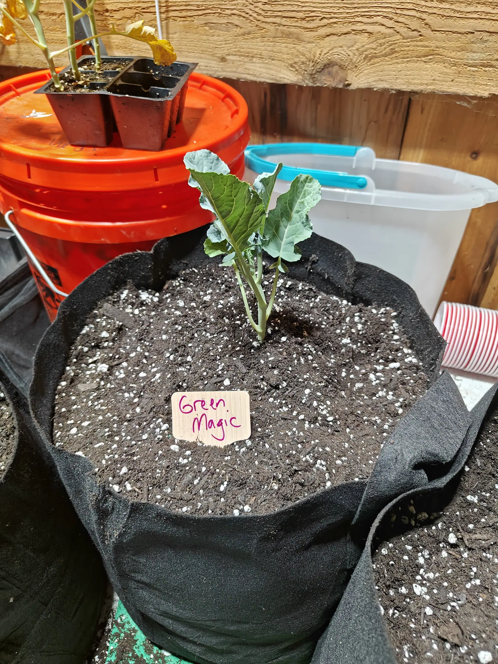 A single small broccoli seedling in a black fabric grow bag, its compost dark and speckled with perlite, a wooden label in front, with an orange bucket and a white tub behind.