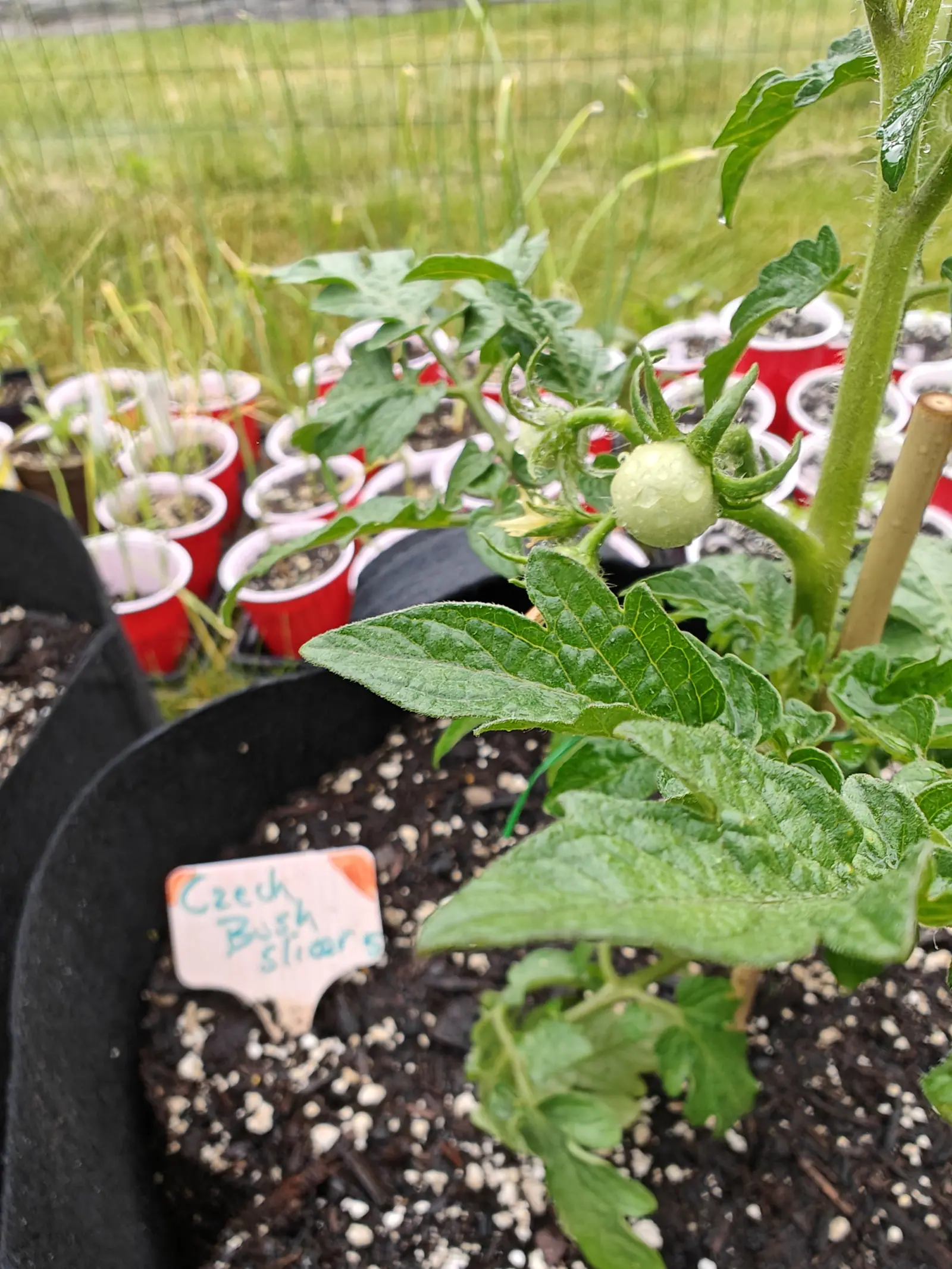 A single pale green tomato hanging on the truss above a black fabric grow bag, a small handwritten label at the rim, with rows of red seedling cups and tall grass behind.