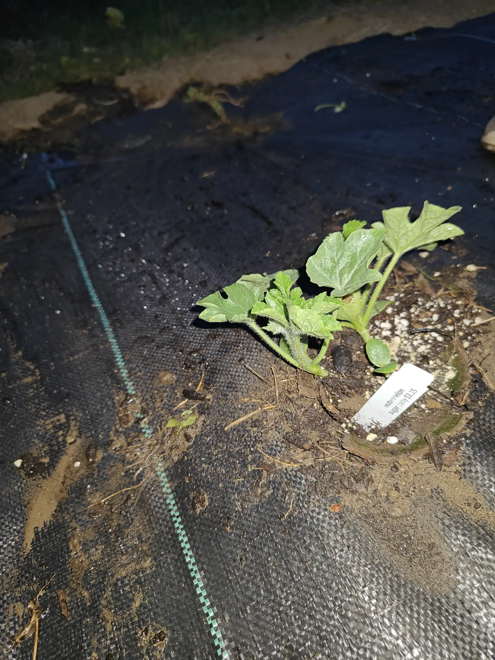A young watermelon plant with lobed leaves lying flat on dark soil at the edge of black woven ground fabric, a white label at its base, caught in flash against the night.