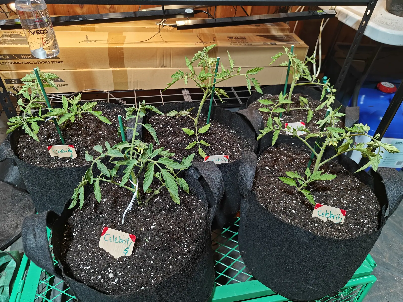 Five black fabric grow bags of young tomato plants on a green wire shelf, each with a green stake and a small handwritten label, with cardboard boxes and blue bins behind.