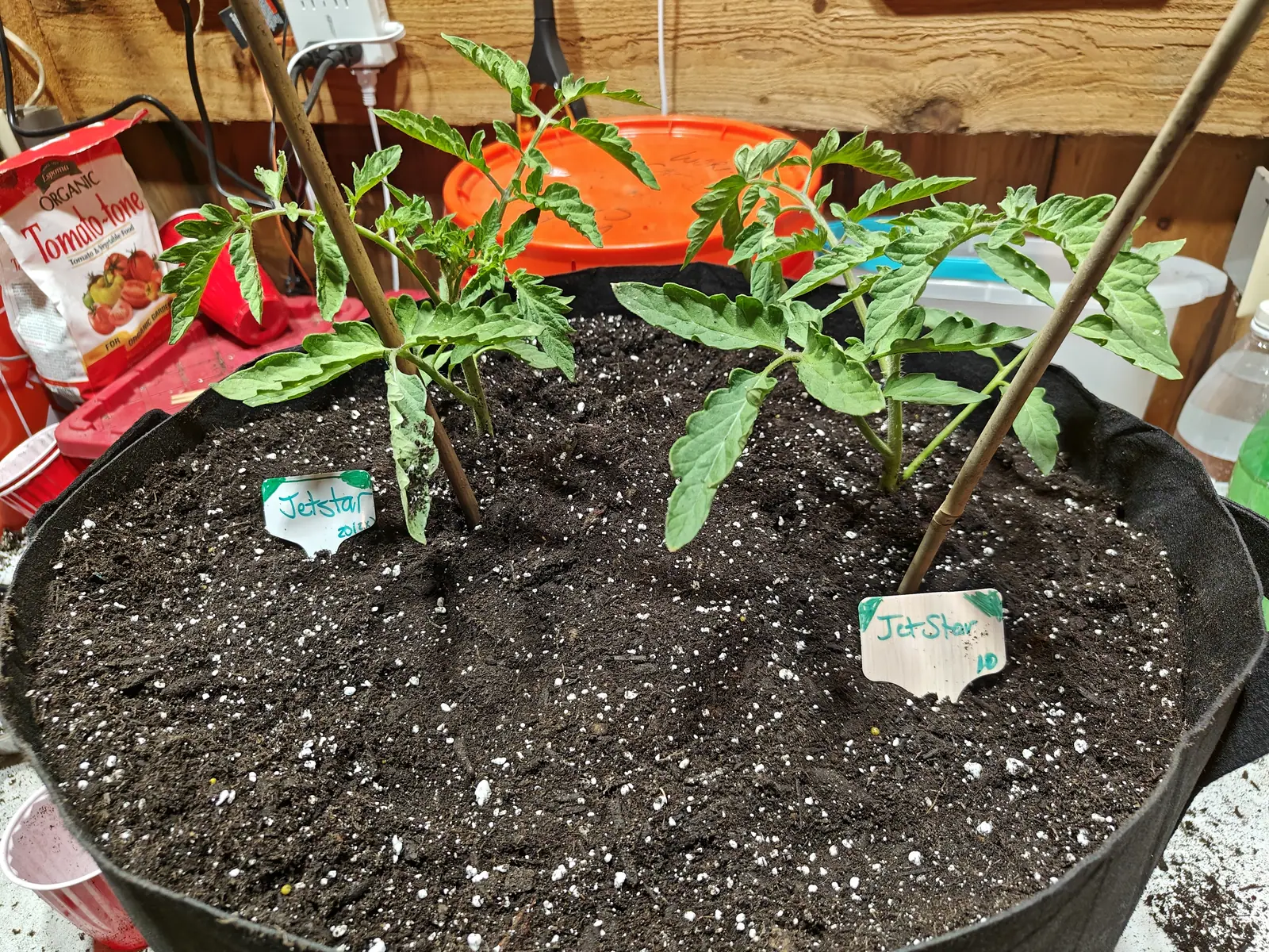 Two young tomato plants in one wide black fabric grow bag, each tied to a bamboo cane with a handwritten label in front, a bag of tomato feed and an orange saucer behind.