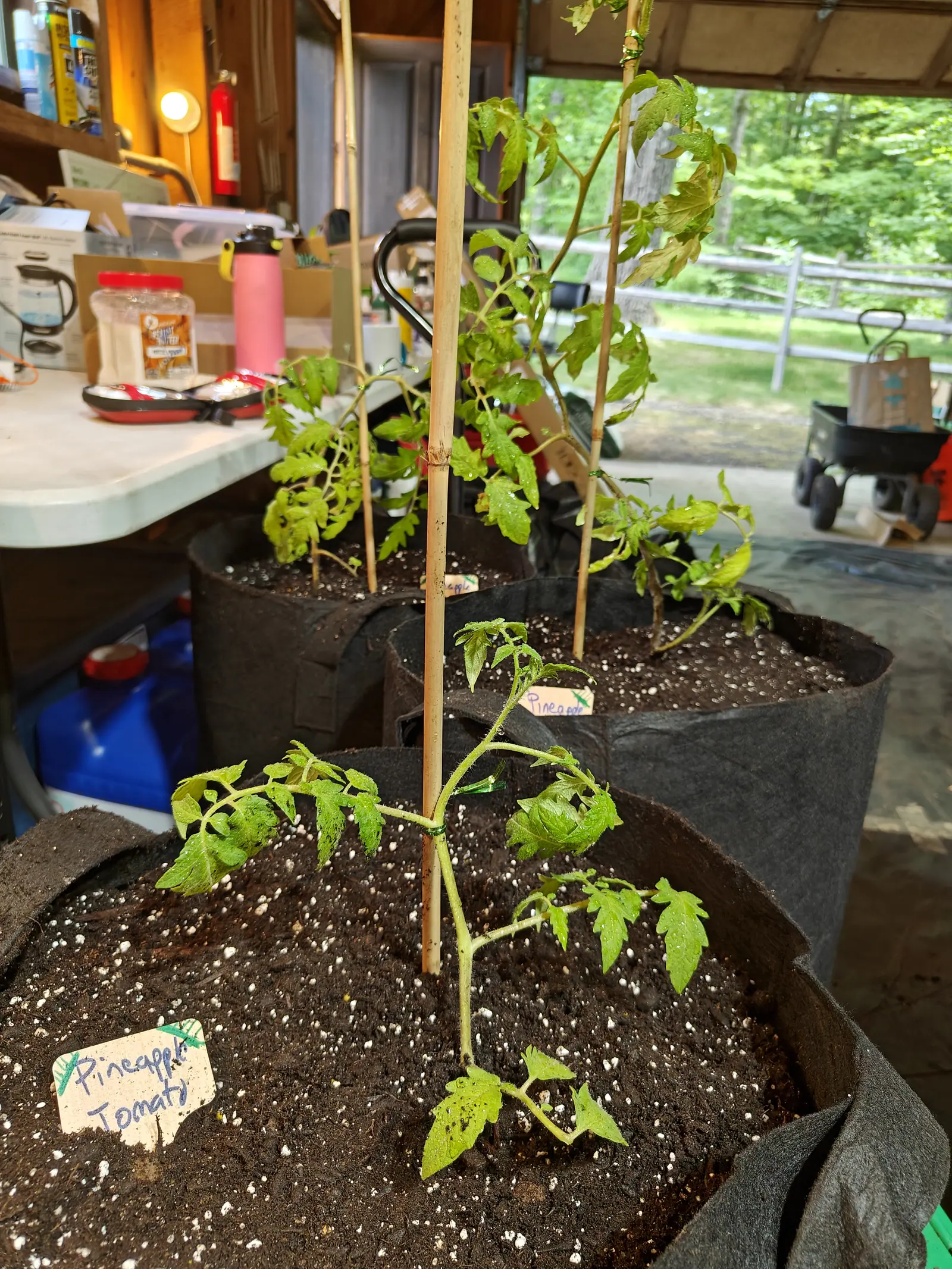 A tomato plant staked to a bamboo cane in a black fabric grow bag, a handwritten label at the rim, standing in an open garage bay with woodland and a fence beyond.